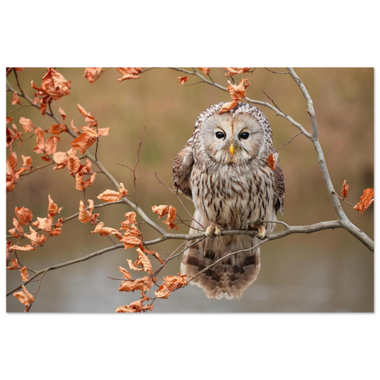 Wandbild majestaetische eule im herbstlaub einblick in die wildnis in verschiedenen groessen