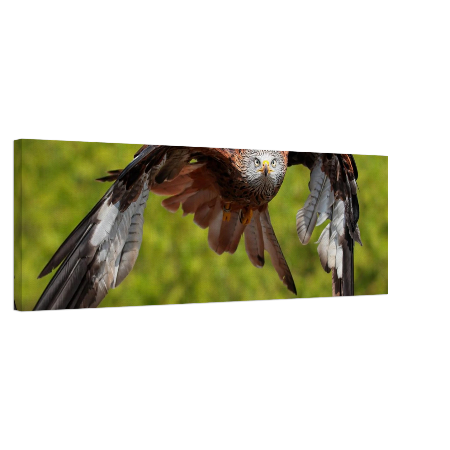 Wandbild majestaetischer rotmilan im flug atemberaubende tierfotografie fuer ihr zuhause erhaeltlich in zahlreichen groessen