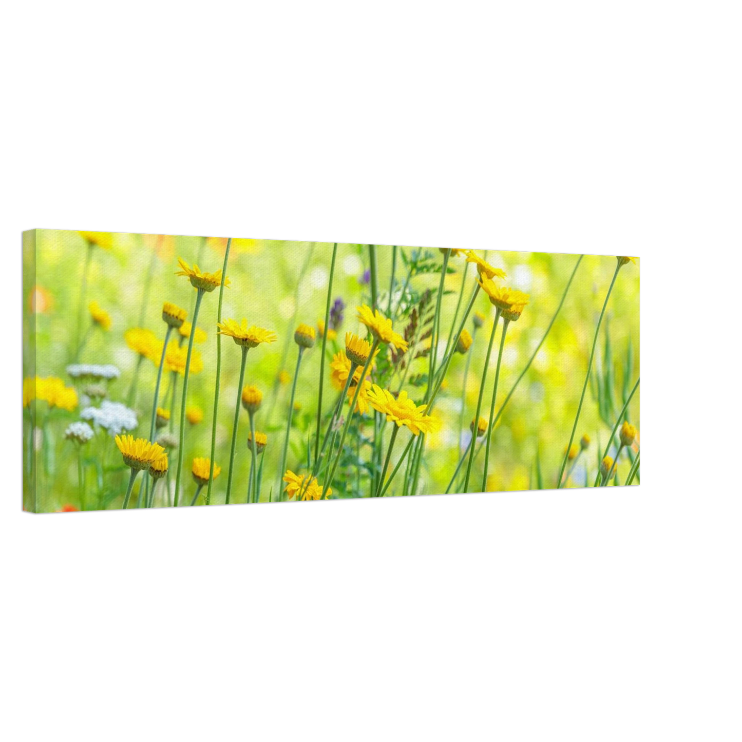 Wandbild sunshine meadow lebendiger blumen druck in verschiedenen groessen