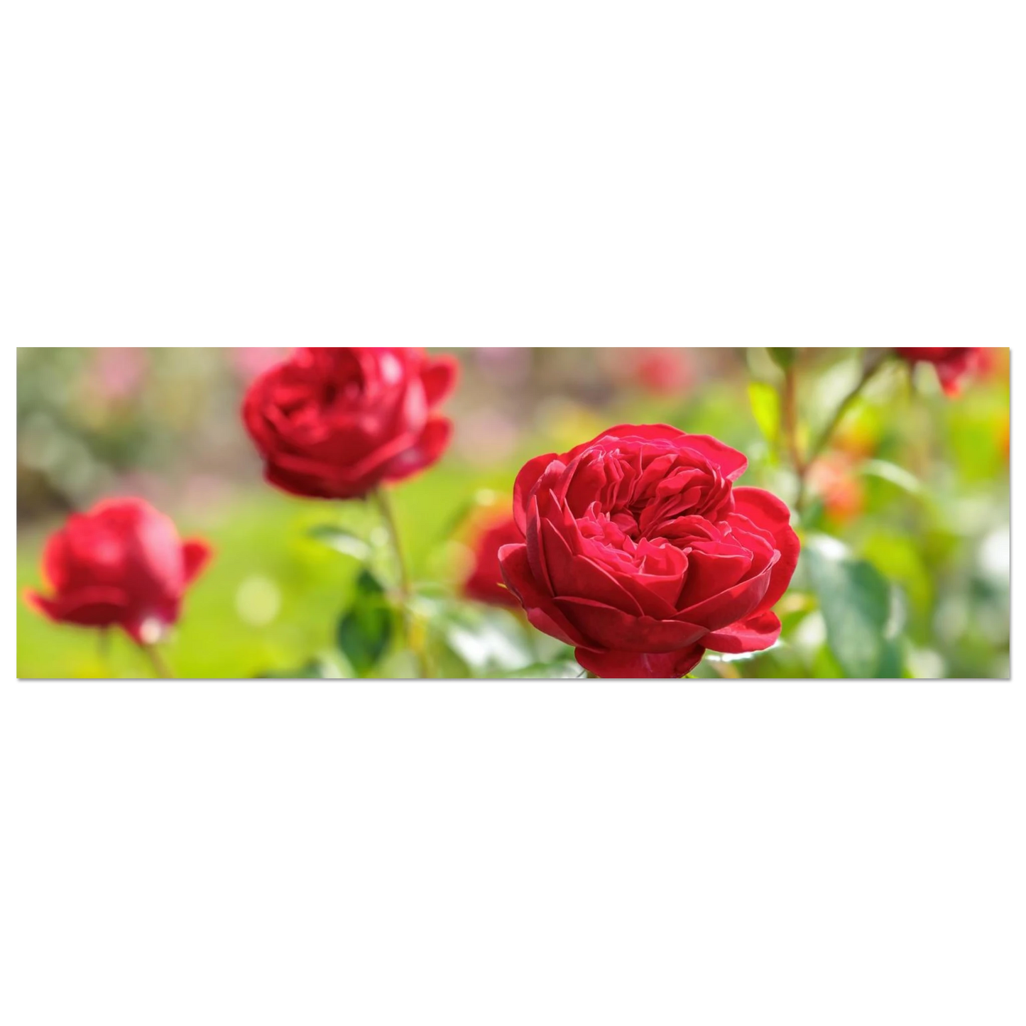 Wandbild rote rosen lebendige bluetenpracht fuer ihr zuhause in ihrer wunschgroesse