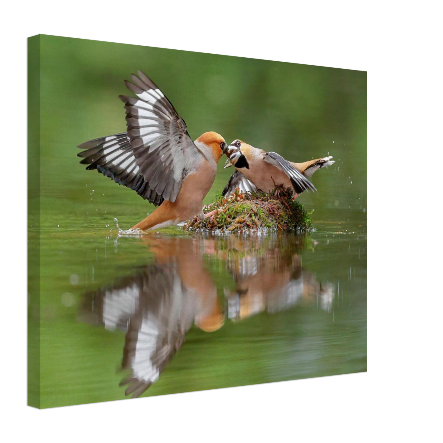 Wandbild momente der natur spektakulaerer kampf der voegel ueber dem wasser