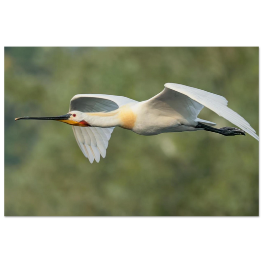 Wandbild eleganter loeffler im flug naturfotografie fuer ihr zuhause in vielen groessen