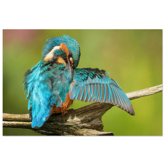 Wandbild eisvogel lebendige farbenpracht der natur auf leinwand