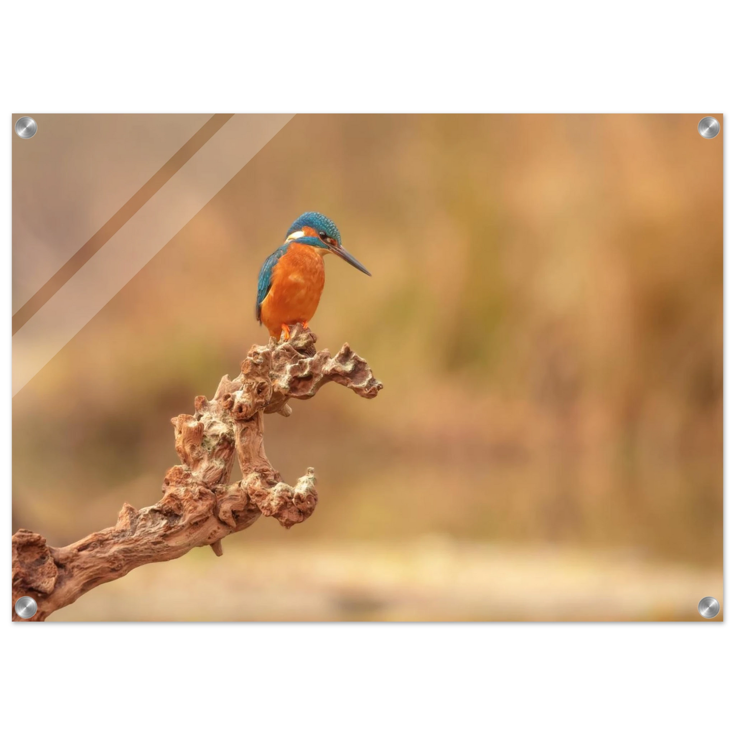 Wandbild eisvogel lebendige naturkunst fuer ihr zuhause in vielen groessen