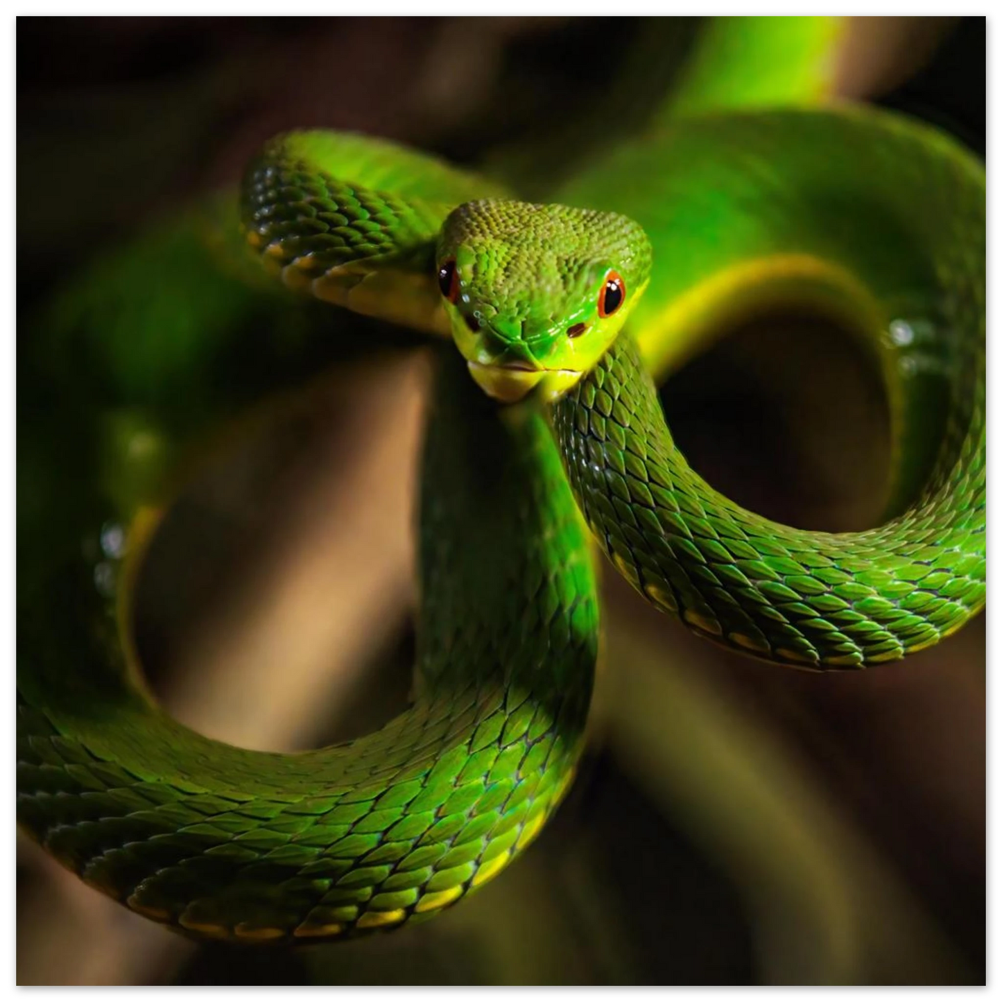 Wandbild der gruene baumviper ein hypnotischer blick in verschiedenen groessen