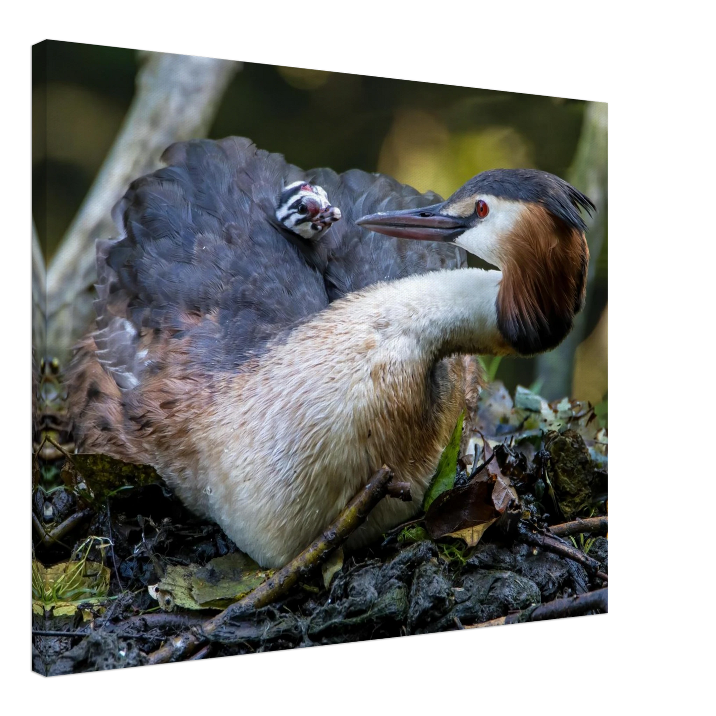 Wandbild zaertliche grosse haubentaucher familie naturgetreuer kunstdruck in ihrer wunschgroesse