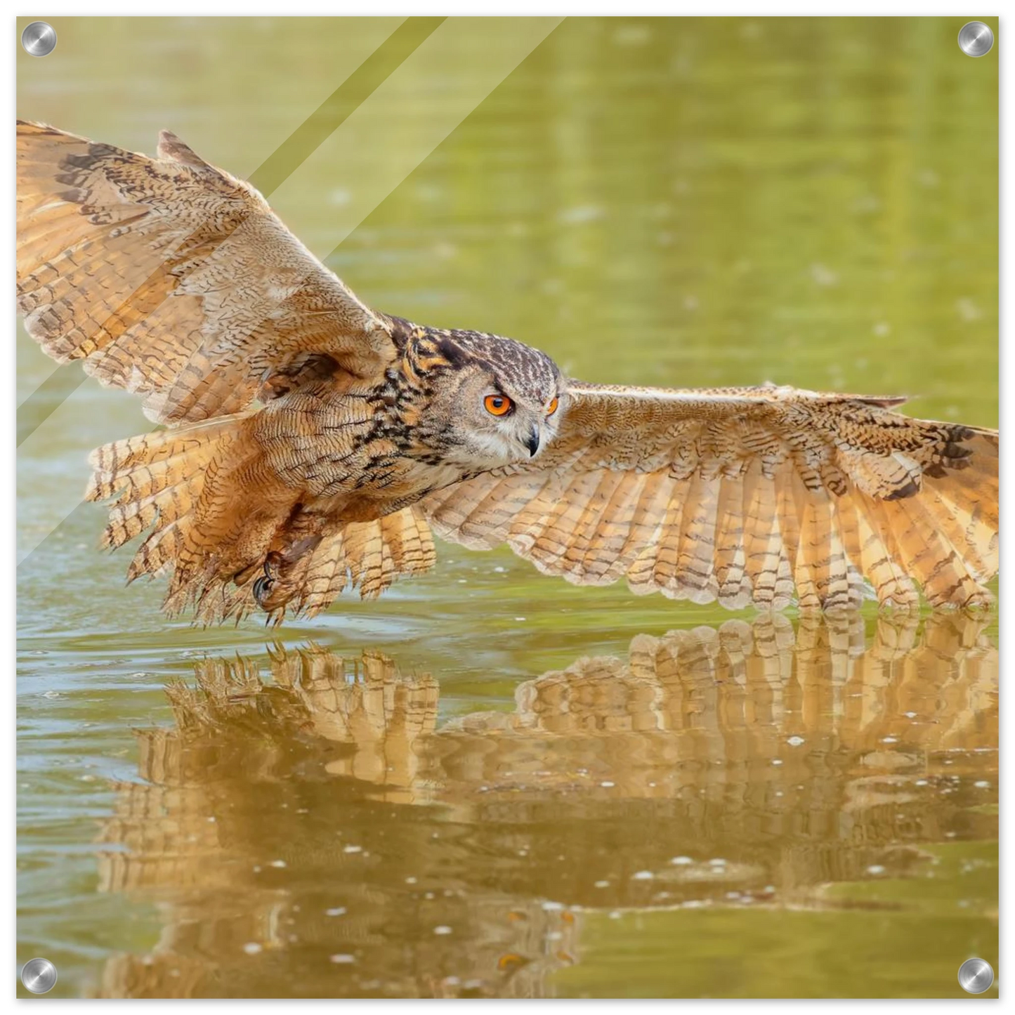 Wandbild majestaetischer uhu im jagdflug atemberaubende wildtierkunst in verschiedenen groessen