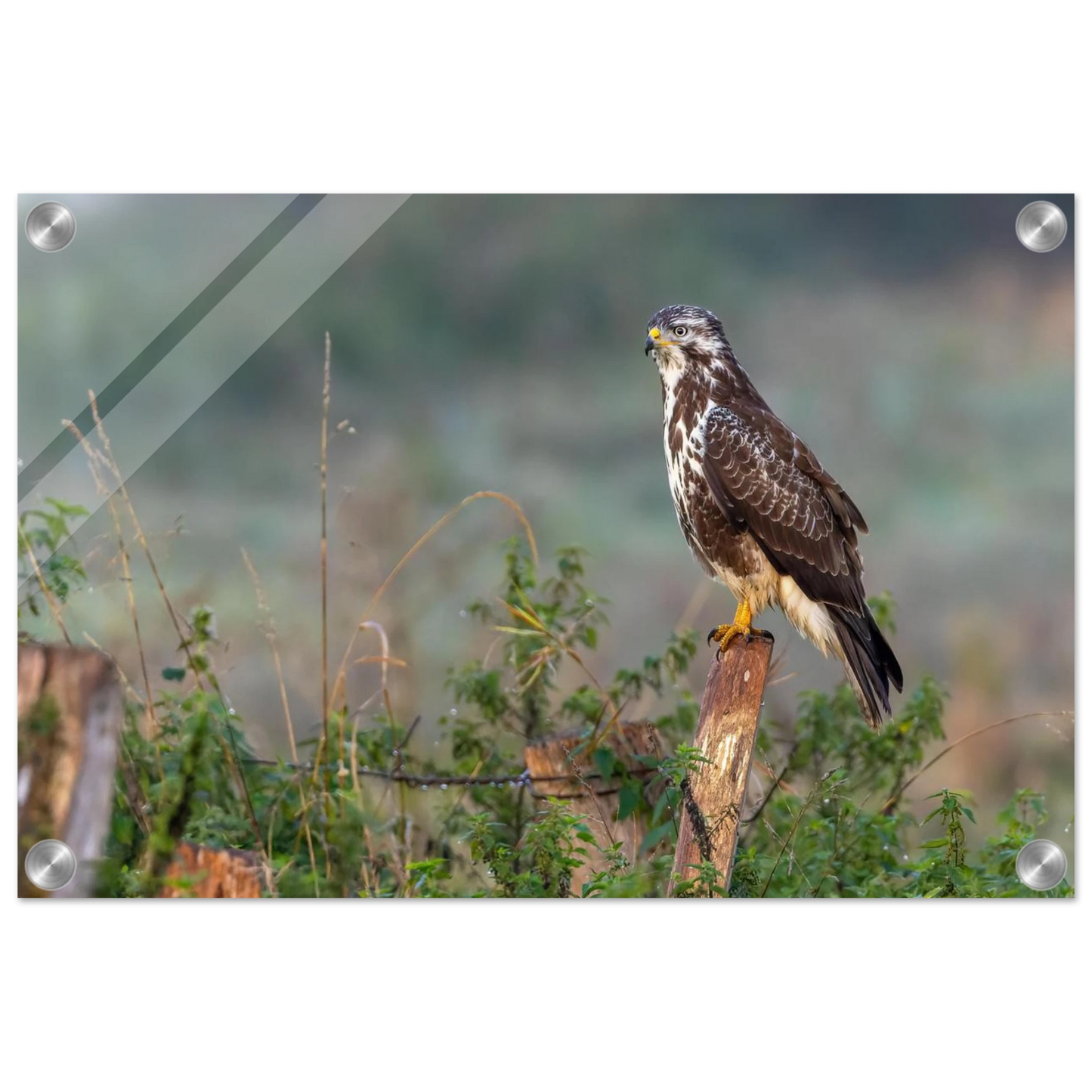 Wandbild majestaetischer bussard einblick in die wildnis auf hochglanz leinwand