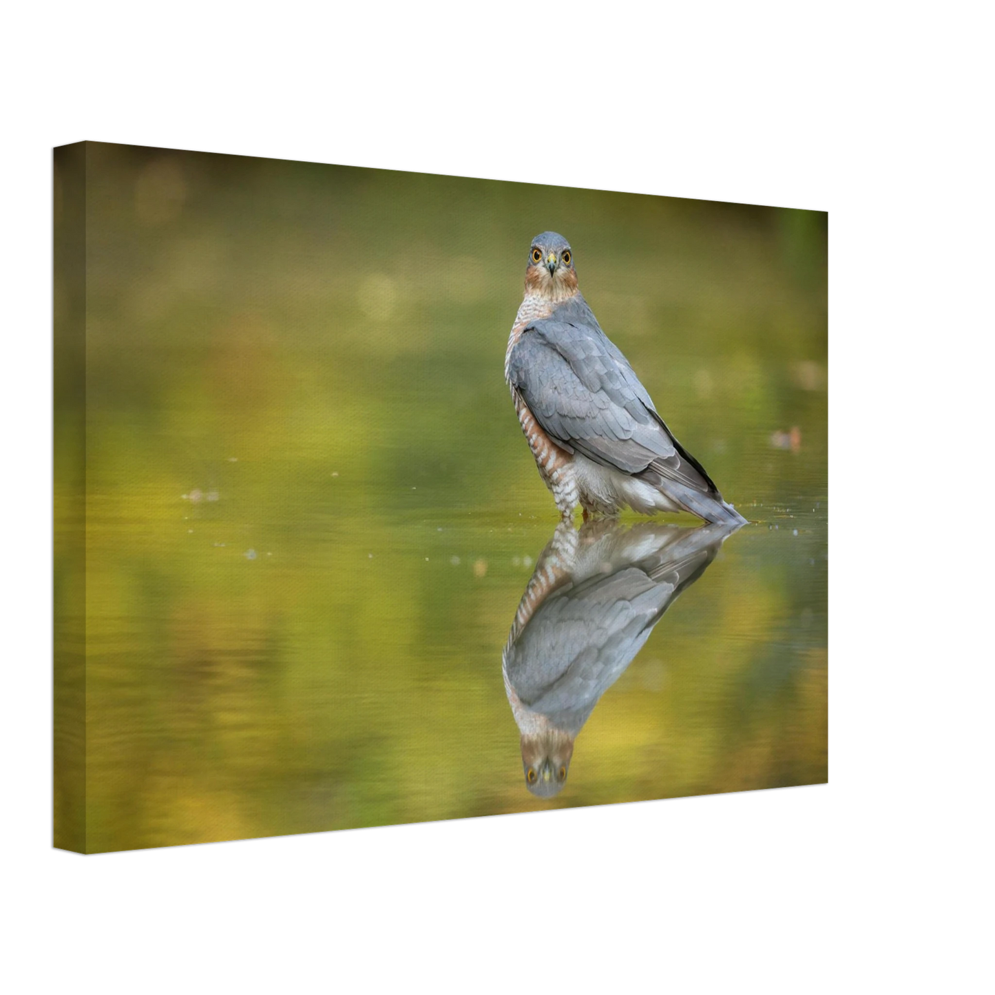 Wandbild mystischer sperber im morgengold faszinierende wildtierfotografie in ihrer wunschgroesse