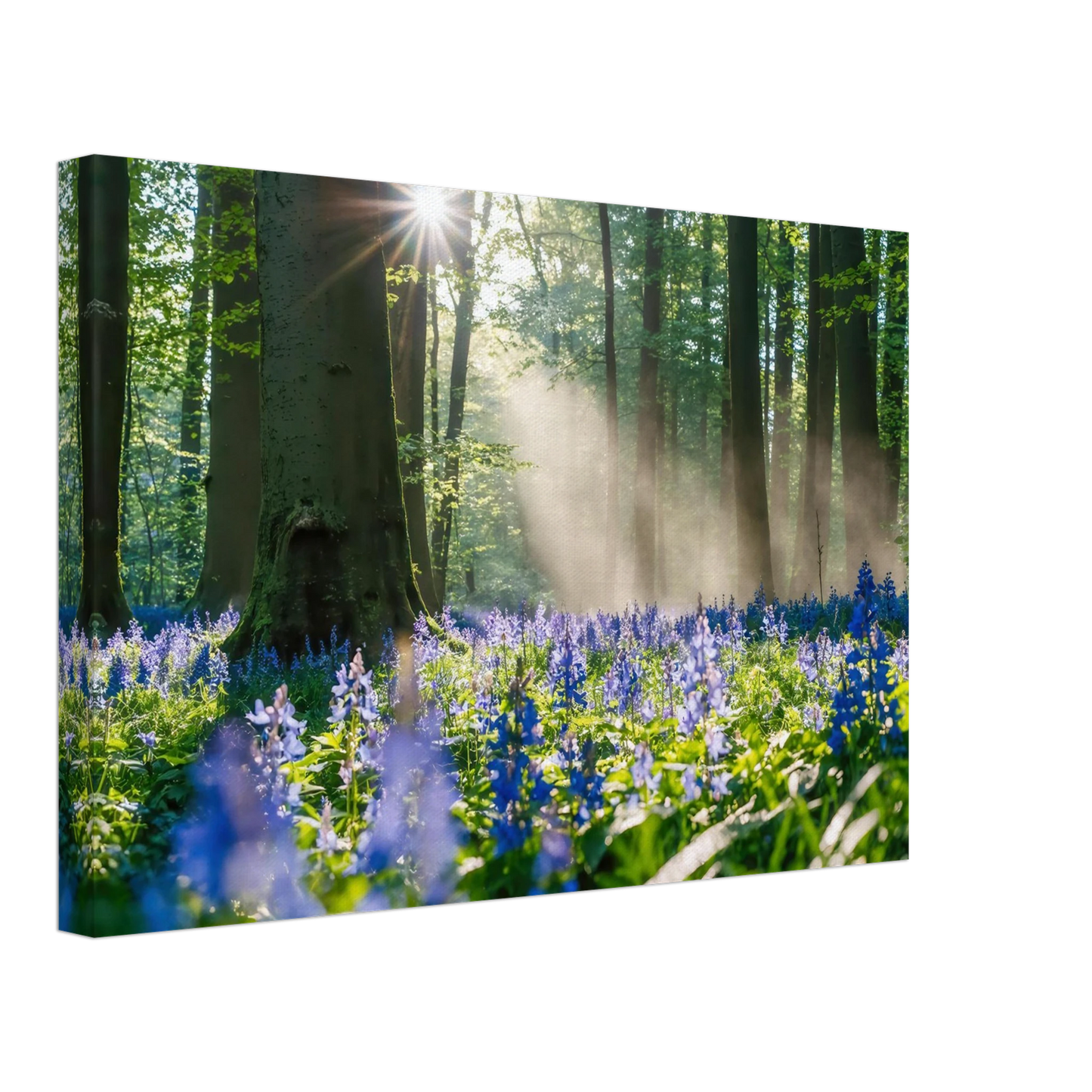Wandbild mystische waldlichtung mit blauen glockenblumen sonnenverwoehntes naturbild in verschiedenen groessen
