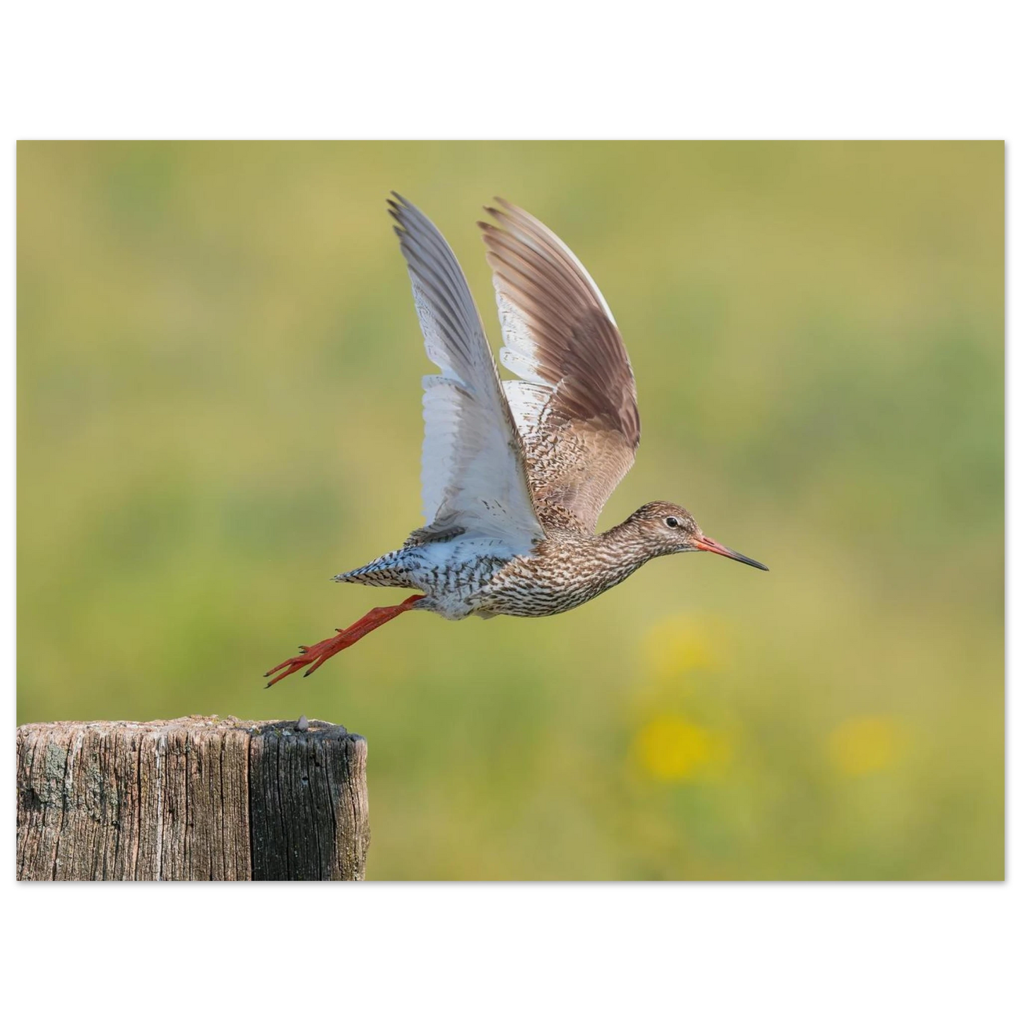 Wandbild der flug des rotschenkels dynamische tierkunst fuer ihr zuhause in vielen groessen erhaeltlich