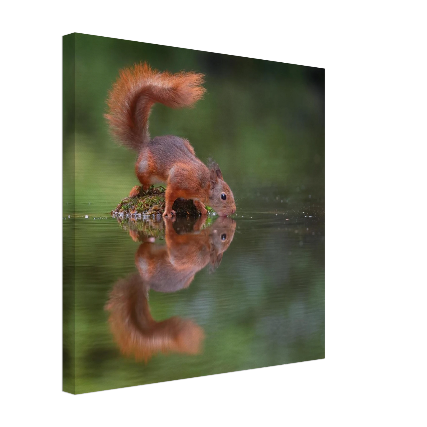 Wandbild durstiges eichhoernchen eine ruhige reflexion in der natur erhaeltlich in vielen groessen