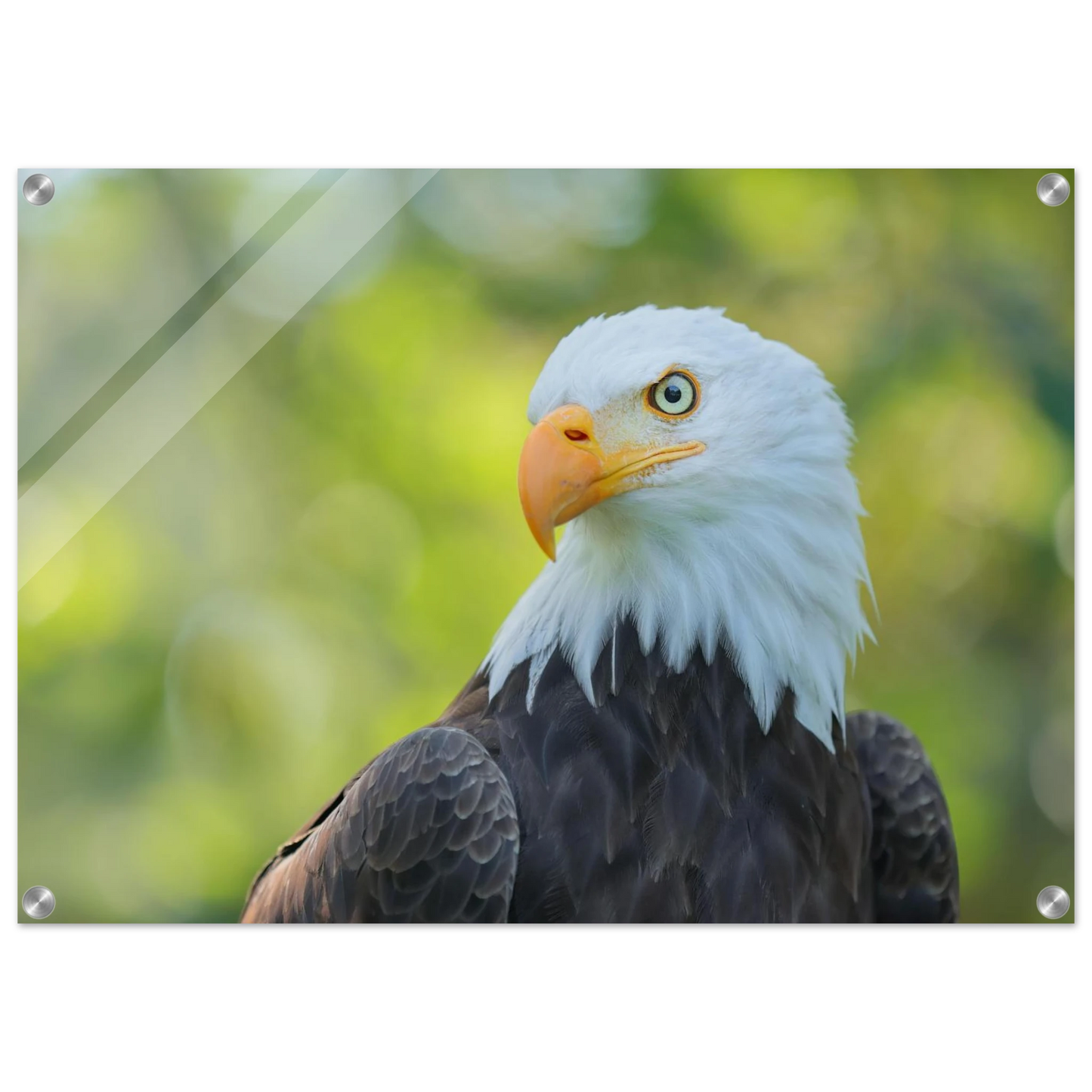 Wandbild majestaetischer weisskopfseeadler eine ode an die freiheit in ihrer wunschgroesse