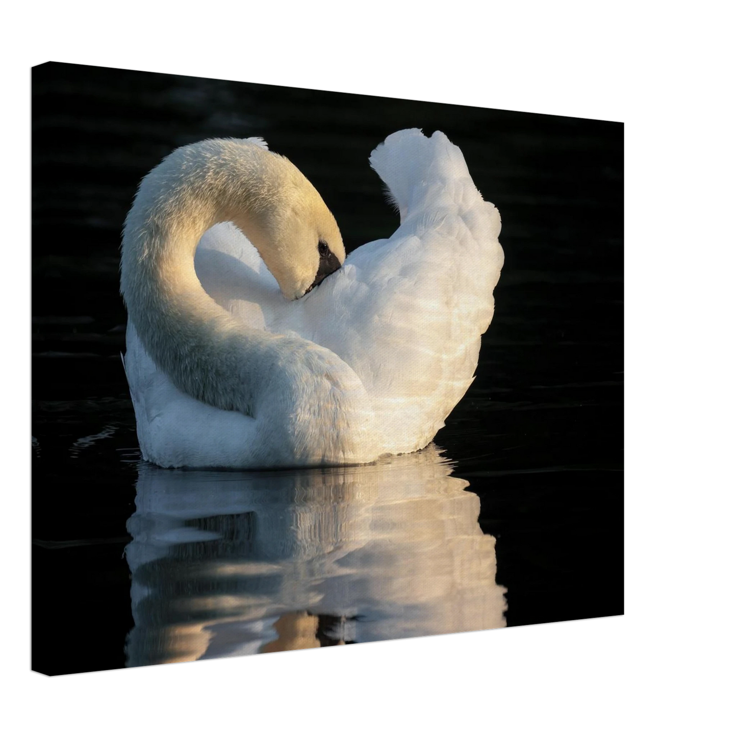Wandbild schwan bei sonnenuntergang elegante wandkunst fuer ihr zuhause