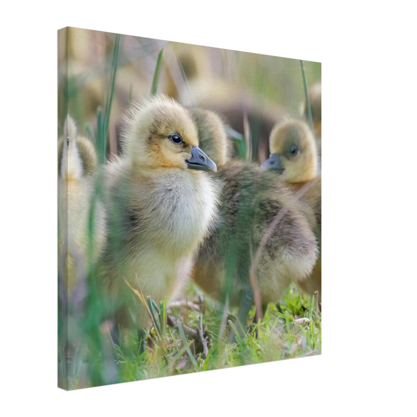 Wandbild kueken in zartgruen und gold suesse baby gans kunst in vielen groessen
