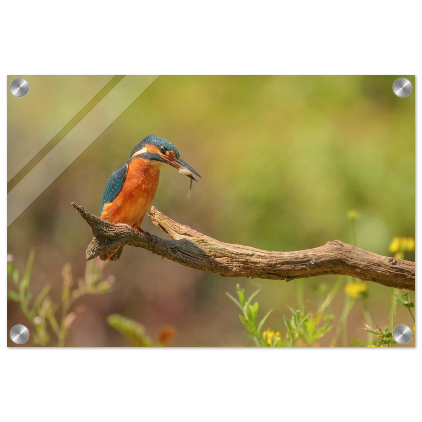Wandbild eisvogel farbpracht leuchtende naturkunst fuer ihr zuhause in vielen groessen