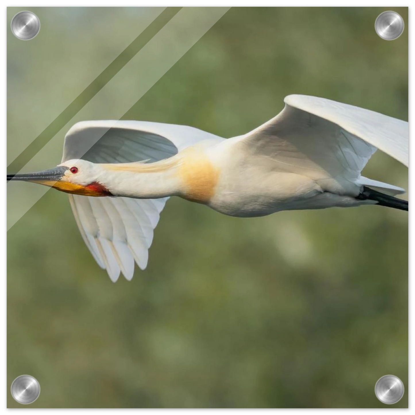 Wandbild eleganter loeffler im flug naturfotografie fuer ihr zuhause in vielen groessen