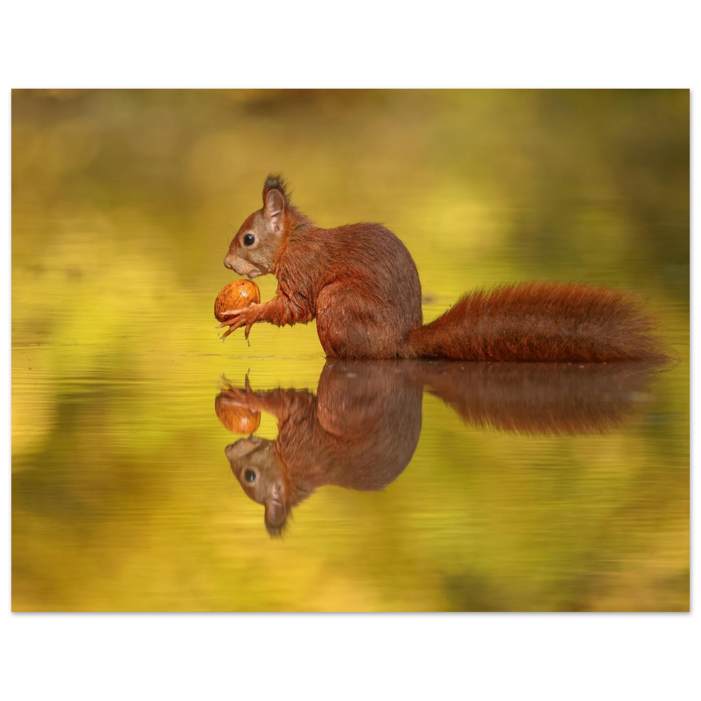 Wandbild eichhoernchen im goldenen herbstlicht lebendige tierfotografie fuer ihre wand