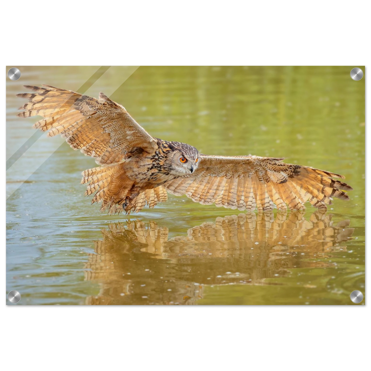 Wandbild majestaetischer uhu im jagdflug atemberaubende wildtierkunst in verschiedenen groessen