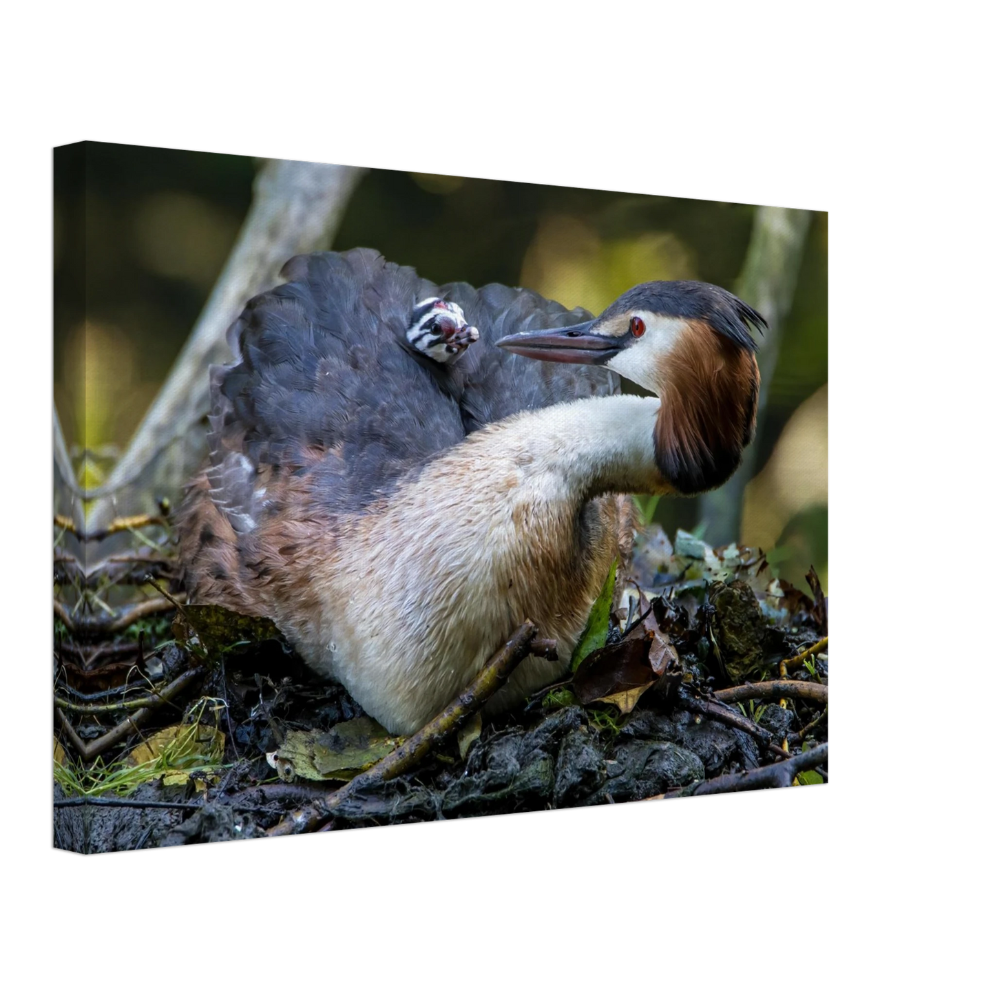 Wandbild zaertliche grosse haubentaucher familie naturgetreuer kunstdruck in ihrer wunschgroesse