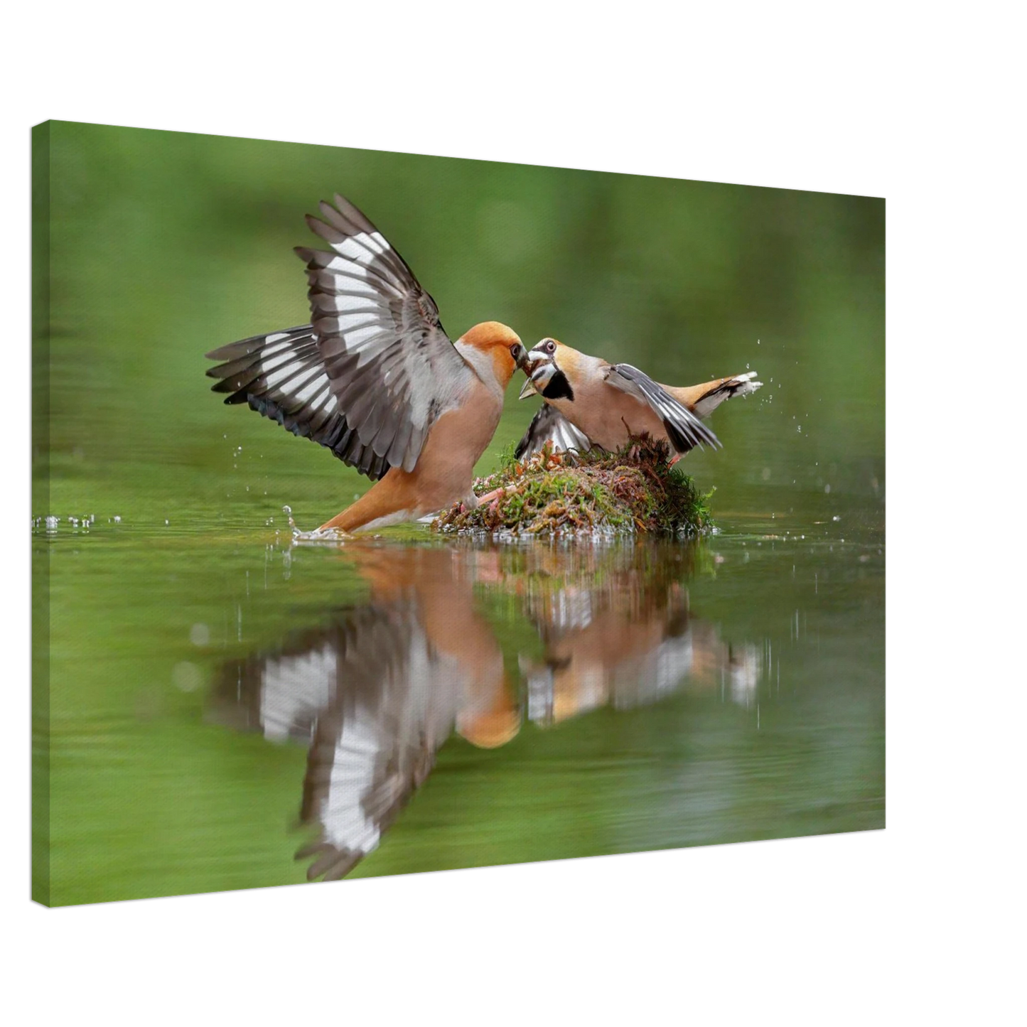 Wandbild momente der natur spektakulaerer kampf der voegel ueber dem wasser