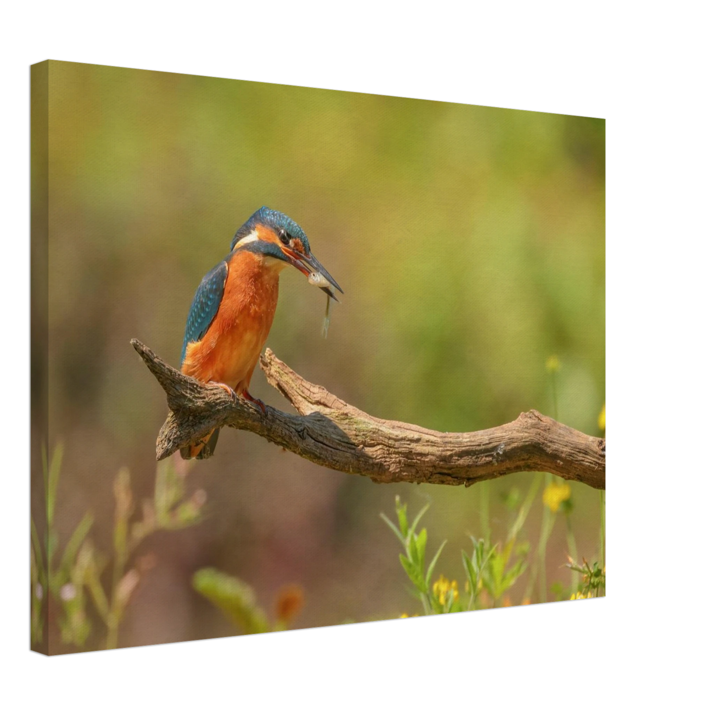 Wandbild eisvogel farbpracht leuchtende naturkunst fuer ihr zuhause in vielen groessen