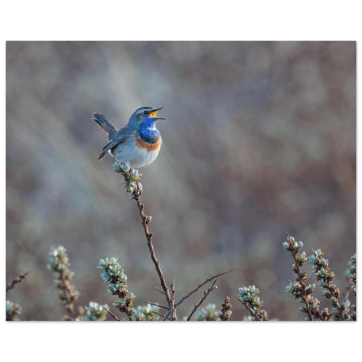 Wandbild blaukohlkehlchen im gesang naturkunst in lebendigen farben in ihrer wunschgroesse