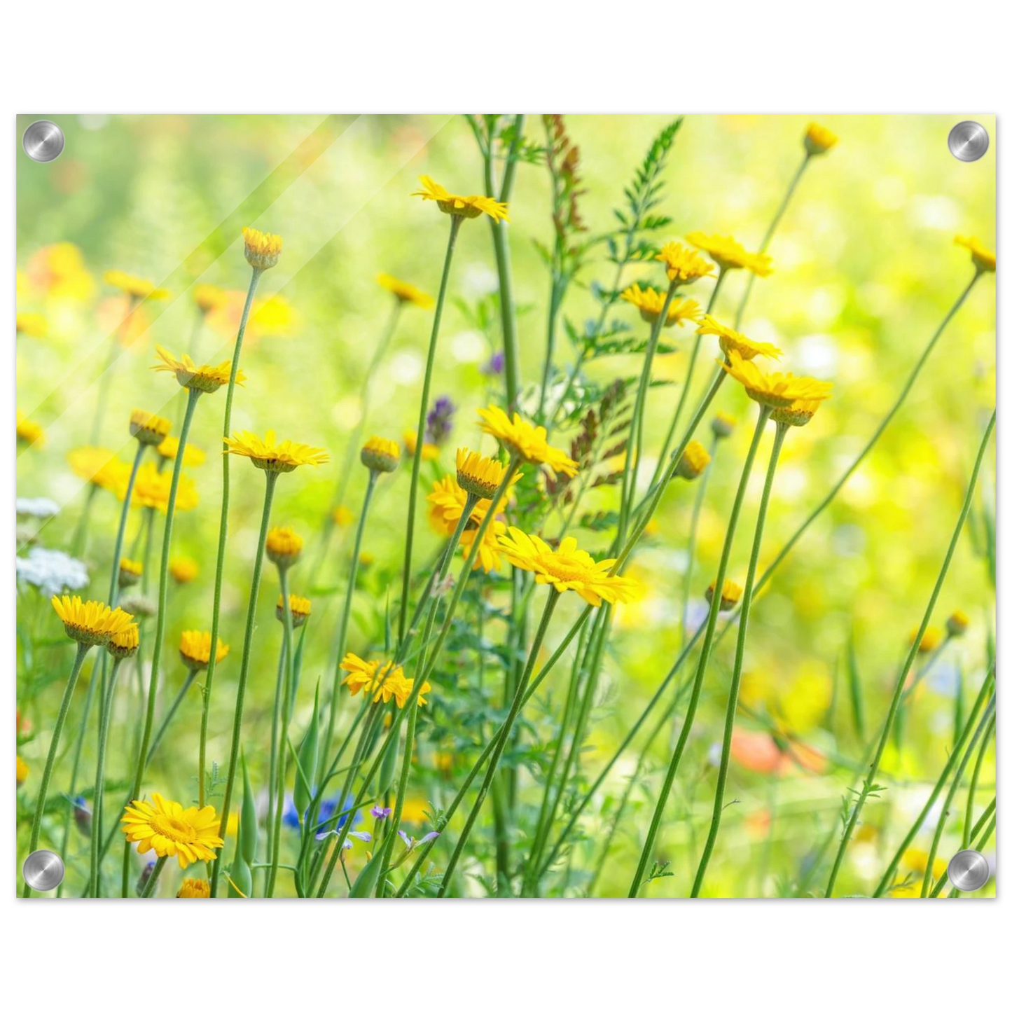 Wandbild sunshine meadow lebendiger blumen druck in verschiedenen groessen