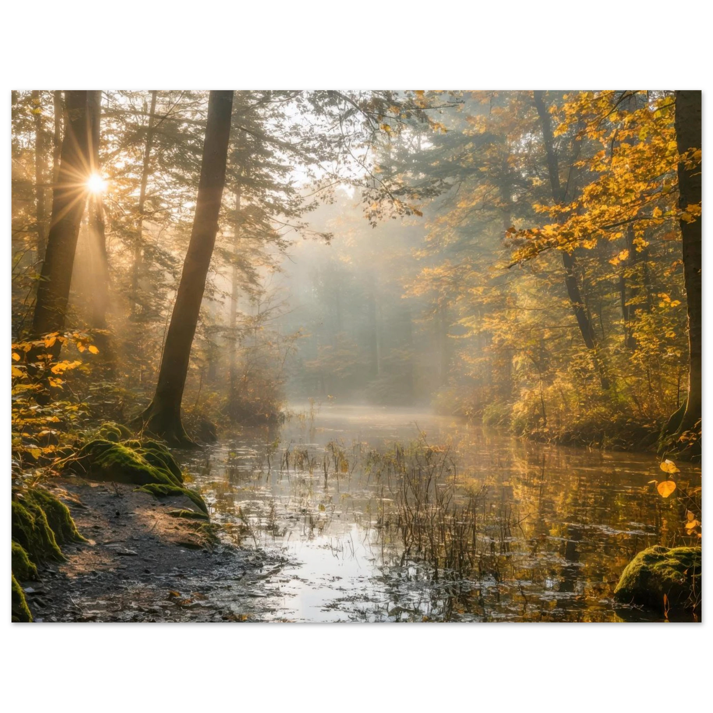 Wandbild Herbstwald morgenlicht wandbild goldenes ambiente in deiner wunschgroesse