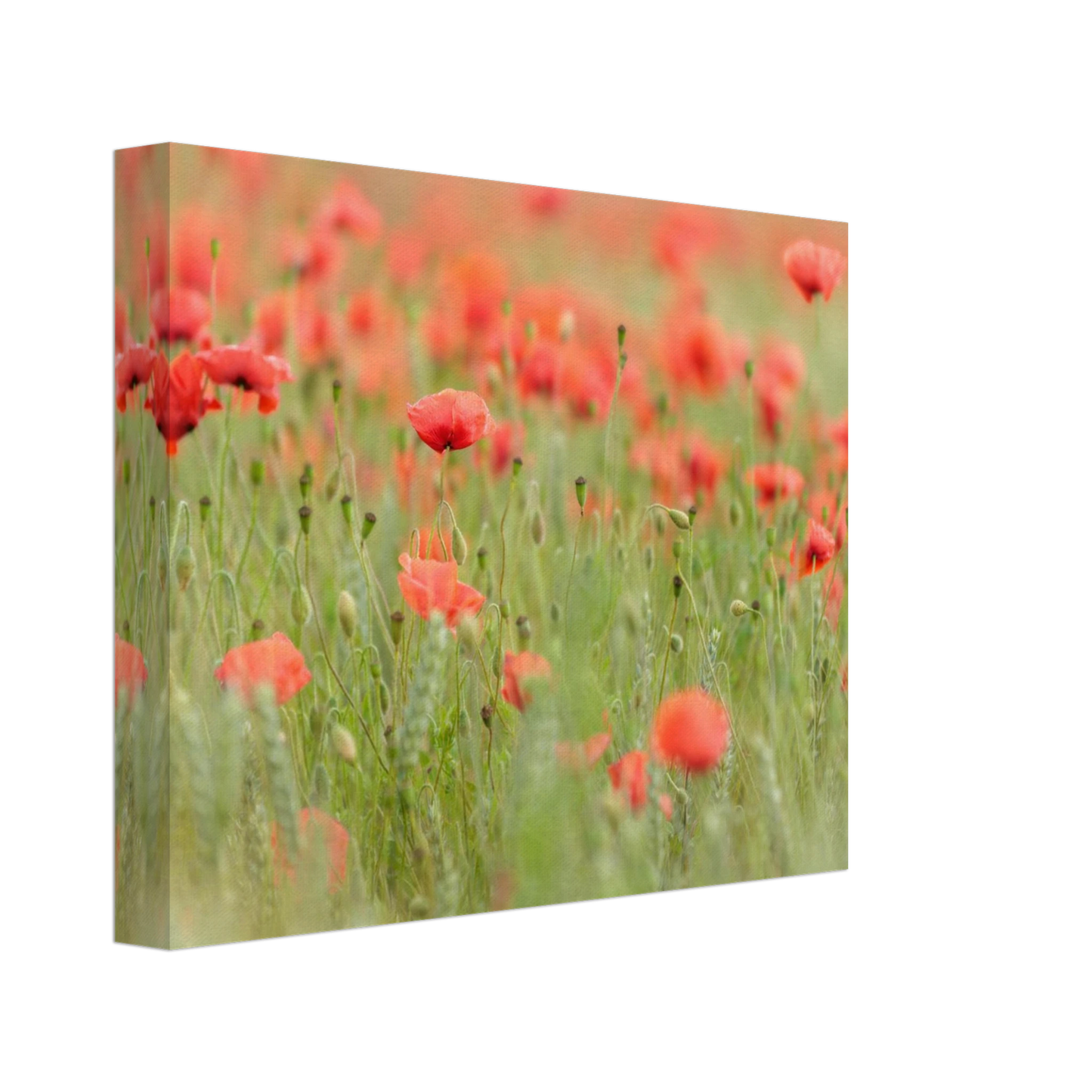 Wandbild vertraeumtes mohnblumenfeld ein stueck sommer fuer ihr zuhause in vielen groessen