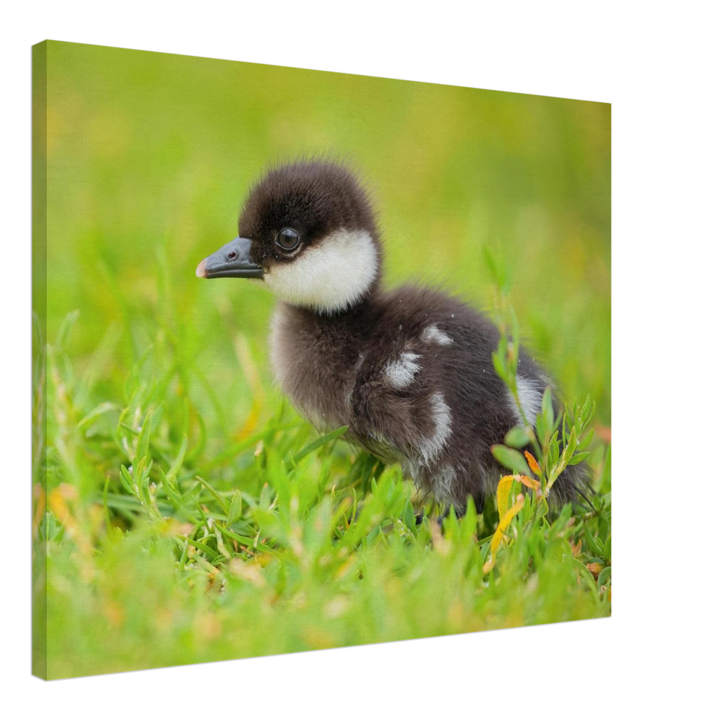 Wandbild bezauberndes entenkueken suesse tiermotive fuer kinderzimmer naturfreunde in vielen groessen