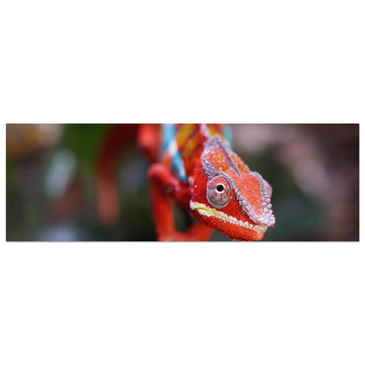 Wandbild faszinierendes chamaeleon portraet lebendige tierkunst fuer ihr zuhause in ihrer wunschgroesse