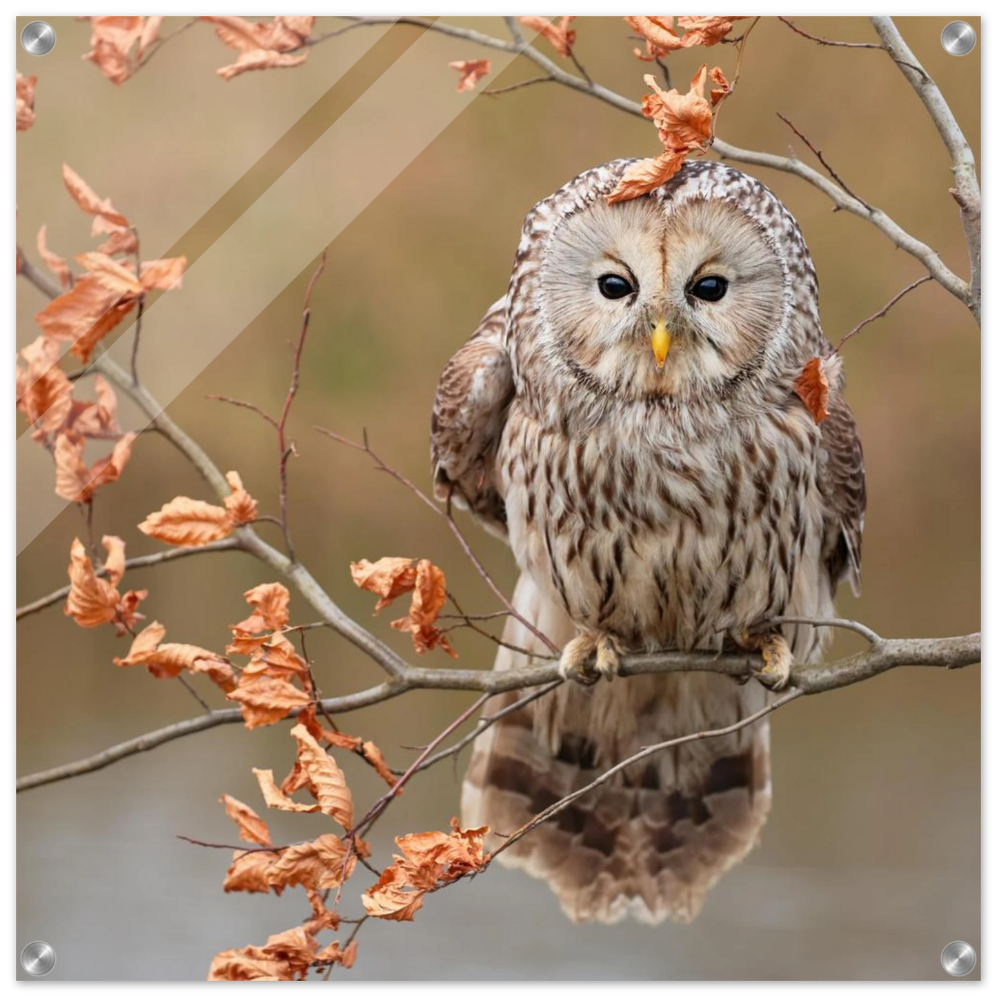 Wandbild majestaetische eule im herbstlaub einblick in die wildnis in verschiedenen groessen