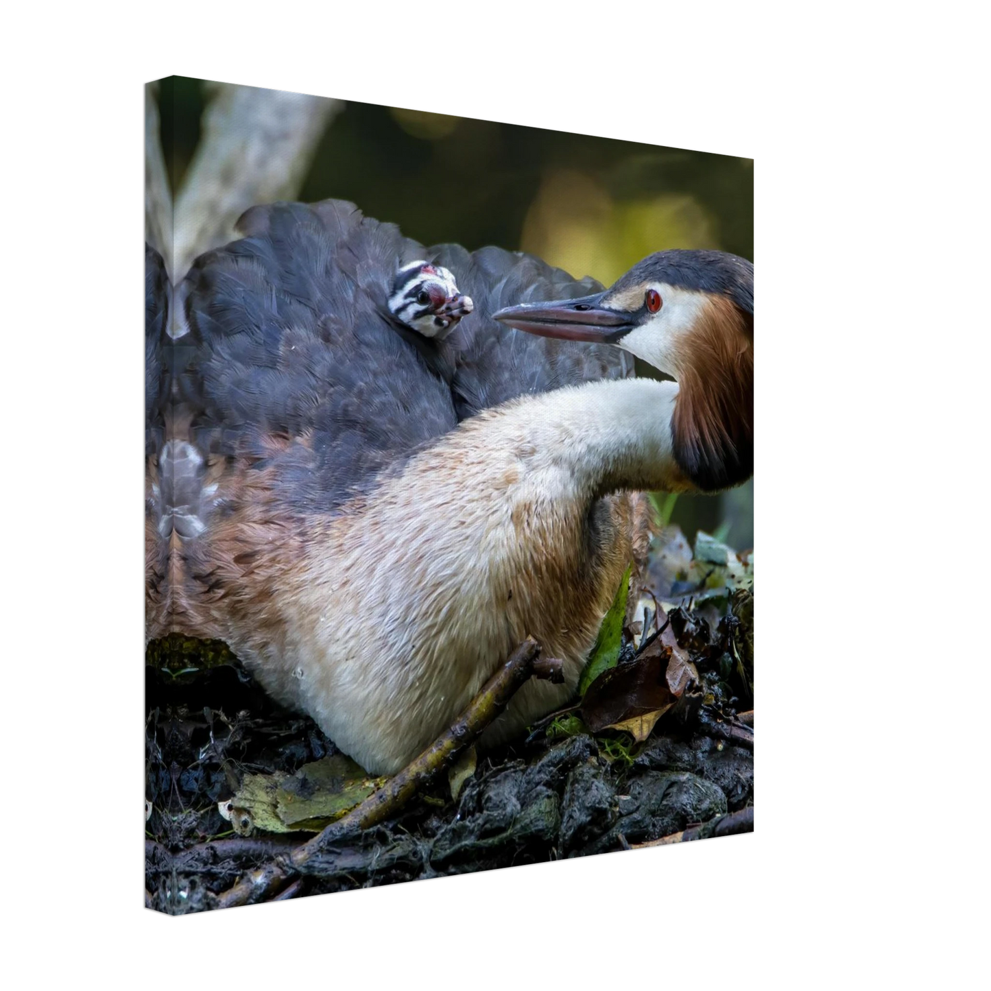 Wandbild zaertliche grosse haubentaucher familie naturgetreuer kunstdruck in ihrer wunschgroesse