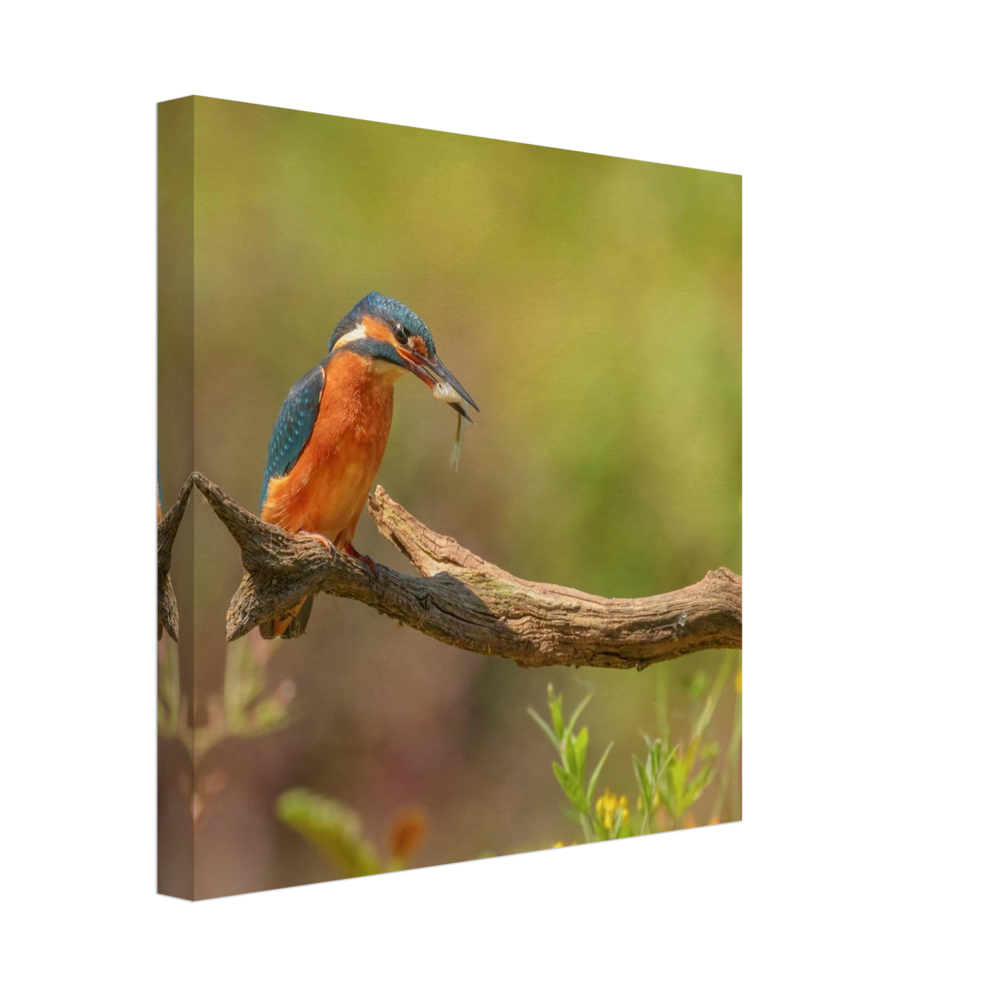 Wandbild eisvogel farbpracht leuchtende naturkunst fuer ihr zuhause in vielen groessen