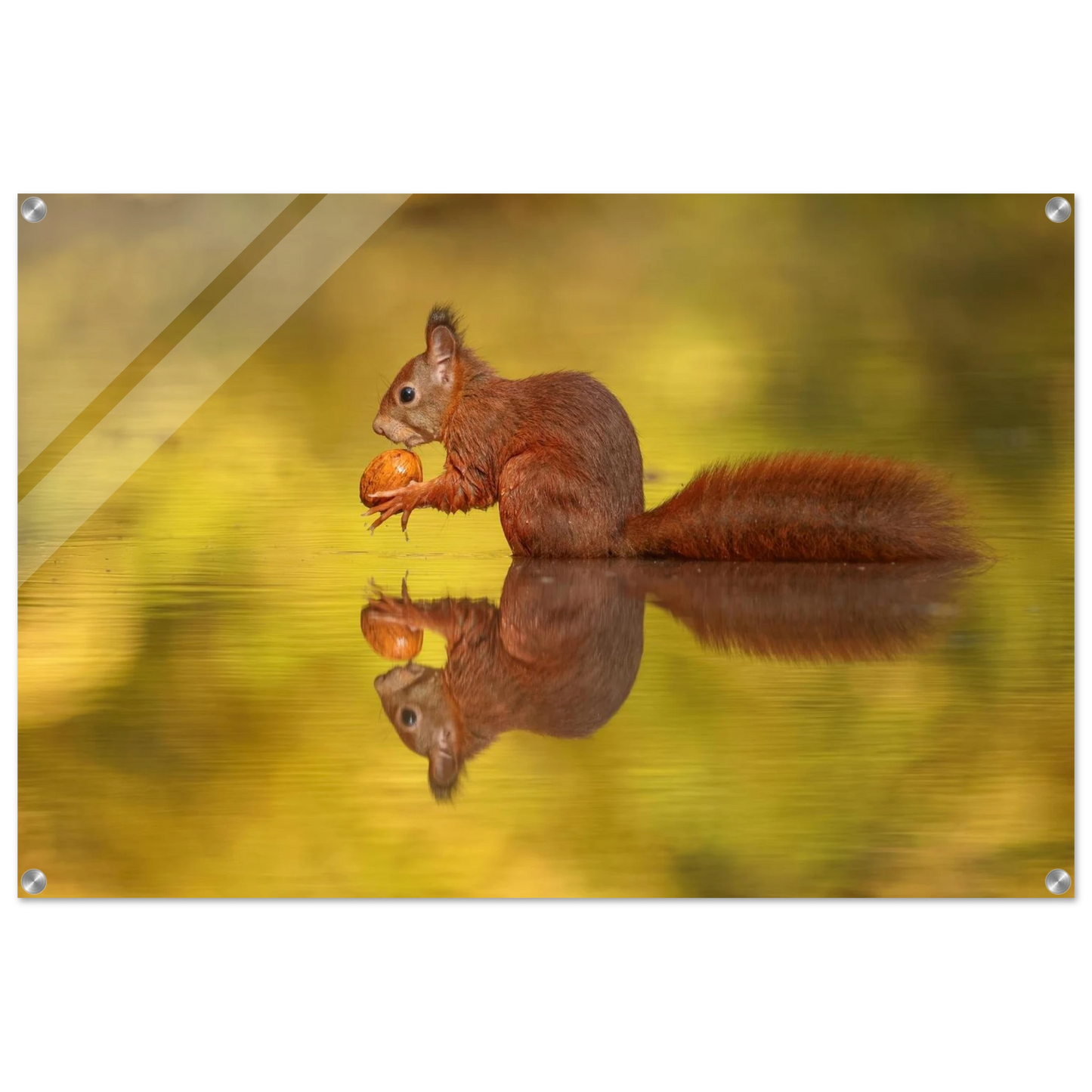 Wandbild eichhoernchen im goldenen herbstlicht lebendige tierfotografie fuer ihre wand