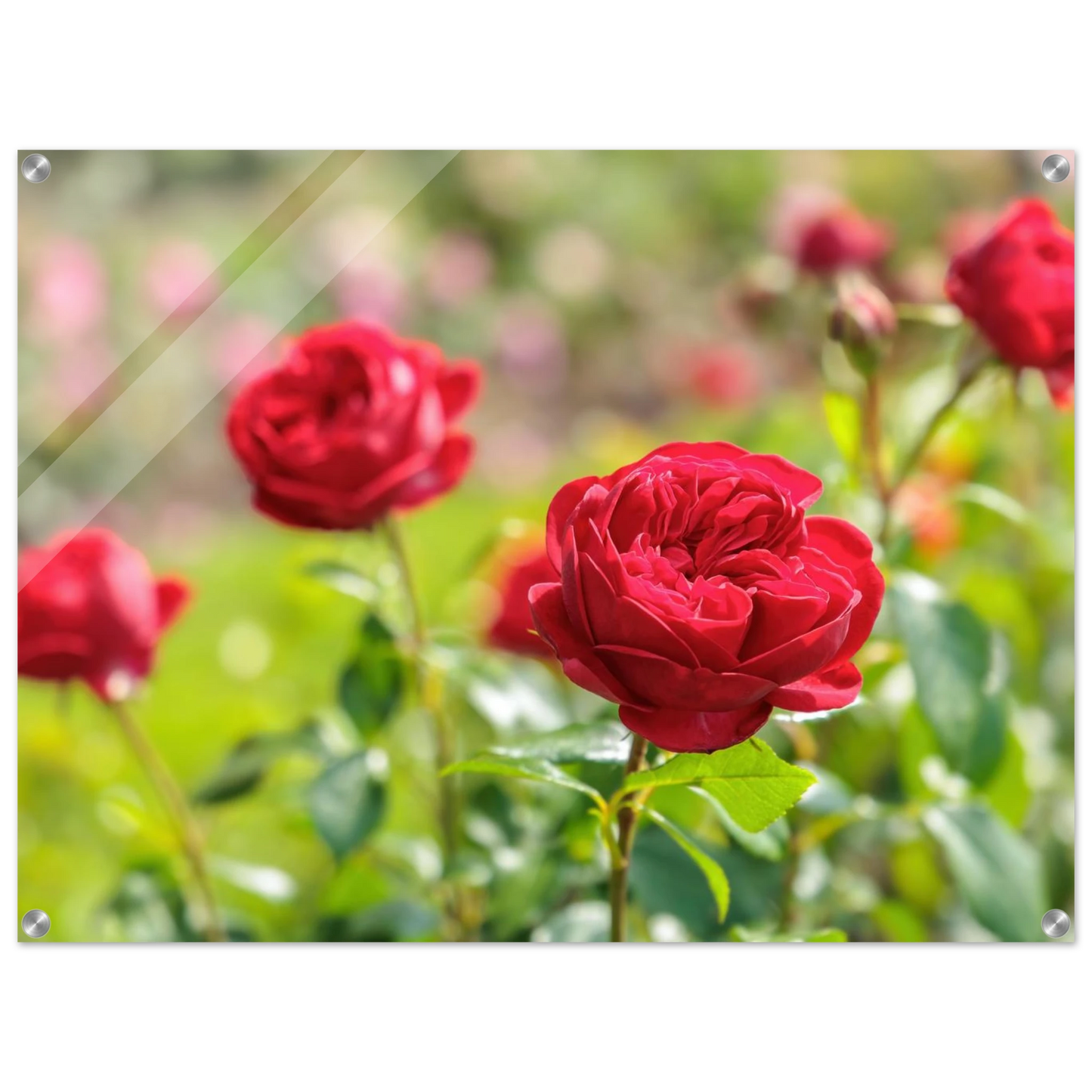 Wandbild rote rosen lebendige bluetenpracht fuer ihr zuhause in ihrer wunschgroesse