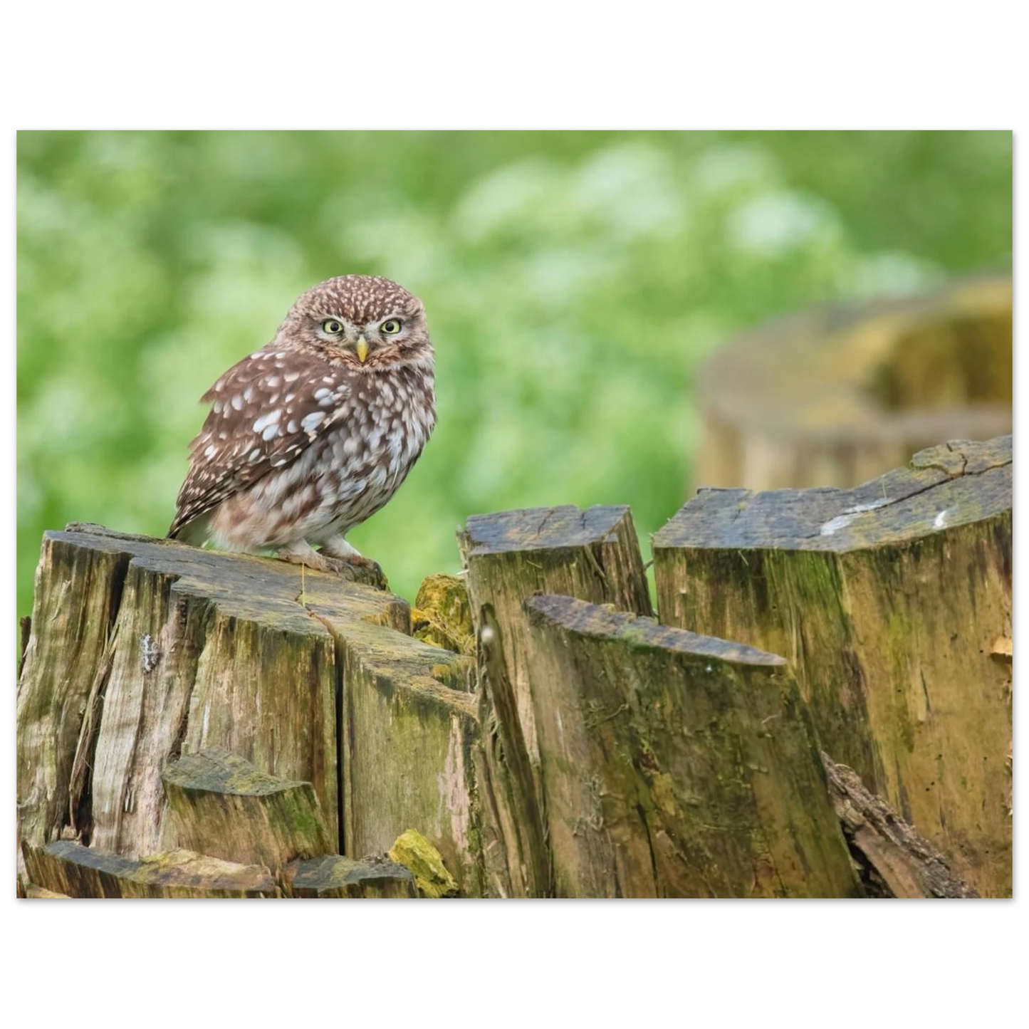Wandbild mystische kleine eule faszinierendes kunstwerk fuer natur und tierliebhaber in vielen groessen