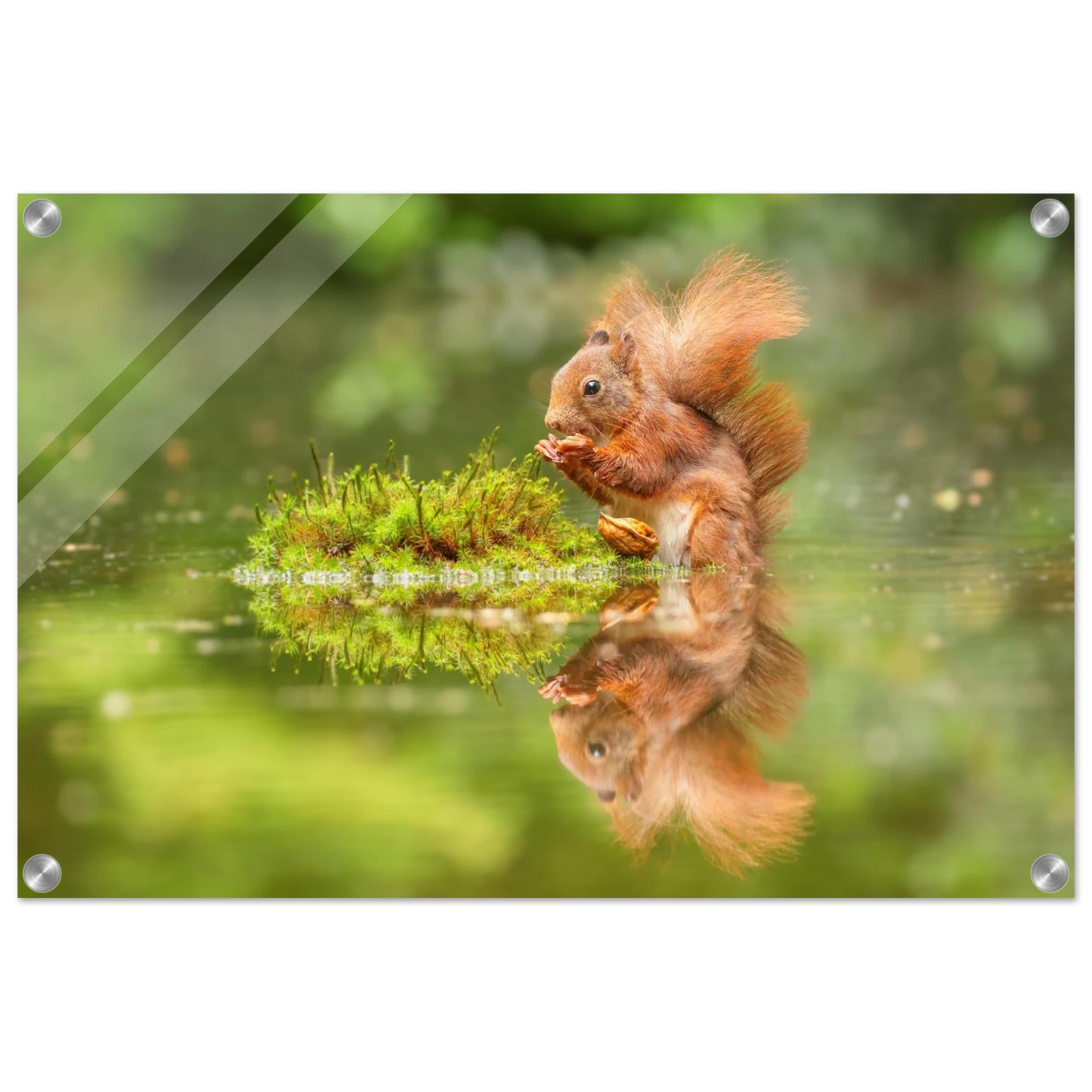 Wandbild bezauberndes eichhoernchen mit nuss ein spiegelbild der natur