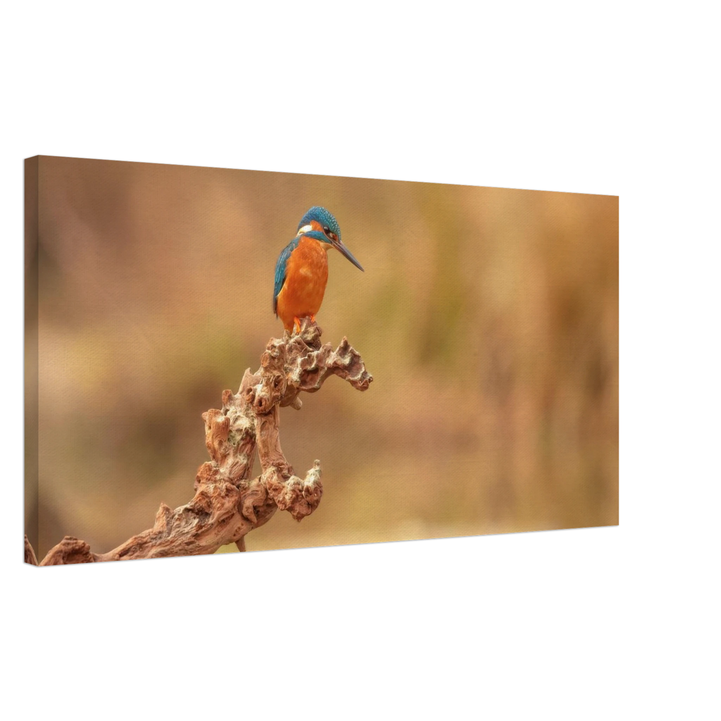 Wandbild eisvogel lebendige naturkunst fuer ihr zuhause in vielen groessen