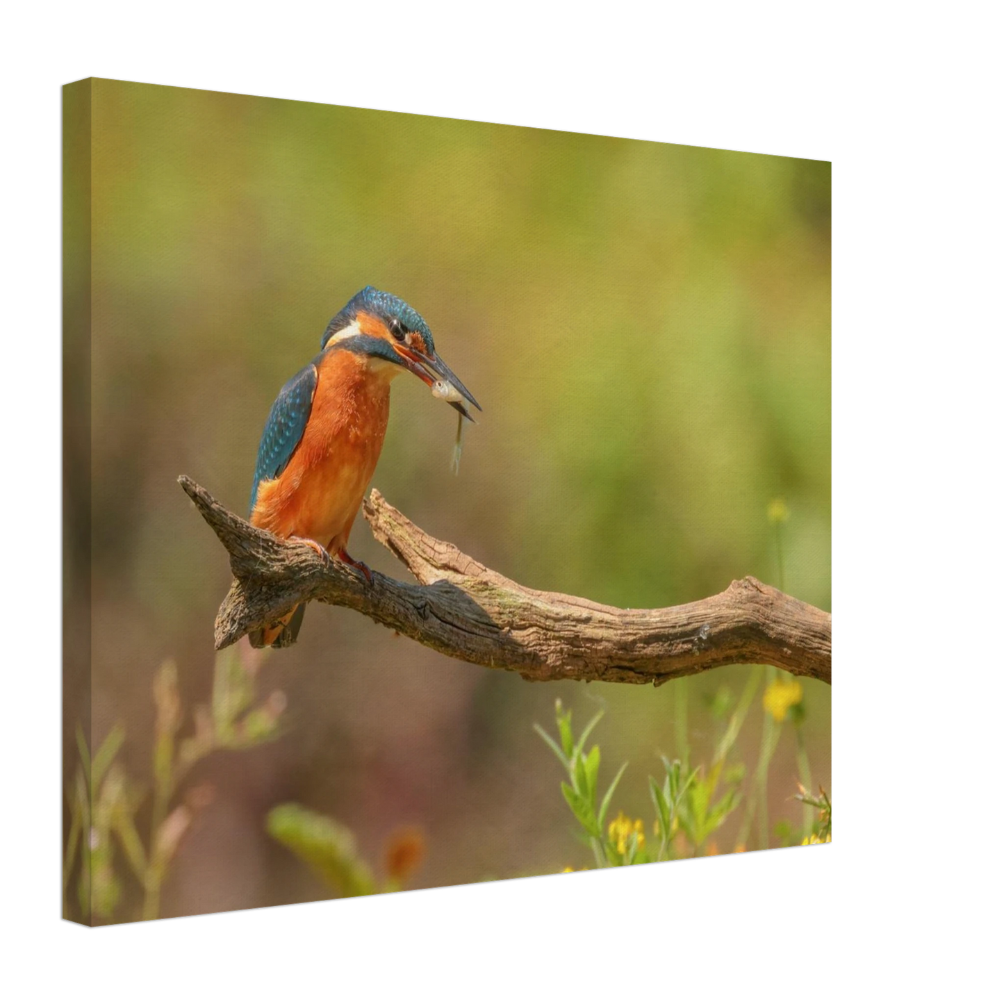 Wandbild eisvogel farbpracht leuchtende naturkunst fuer ihr zuhause in vielen groessen