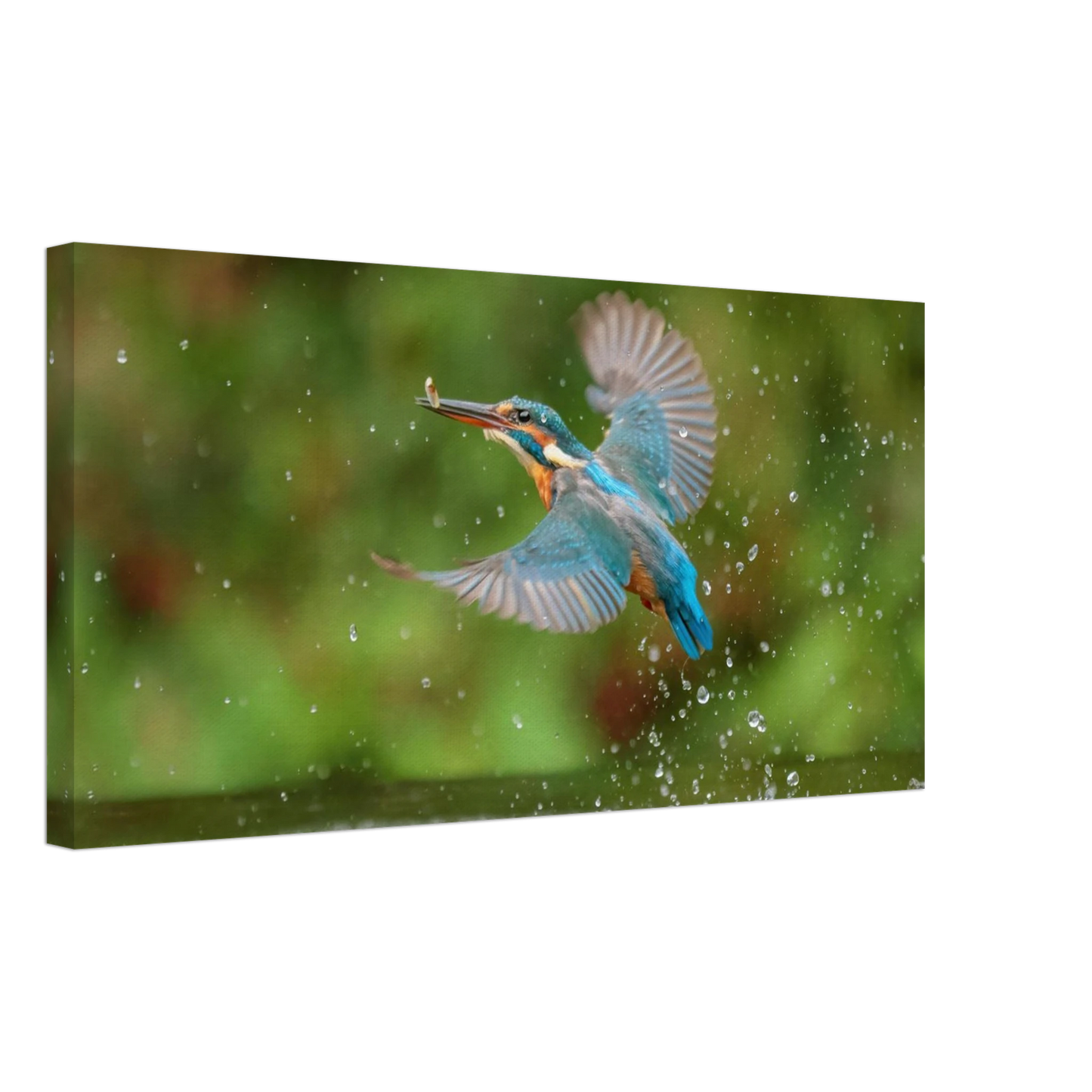 Wandbild eisvogel lebendige tierfotografie mit lebhaften blautoenen
