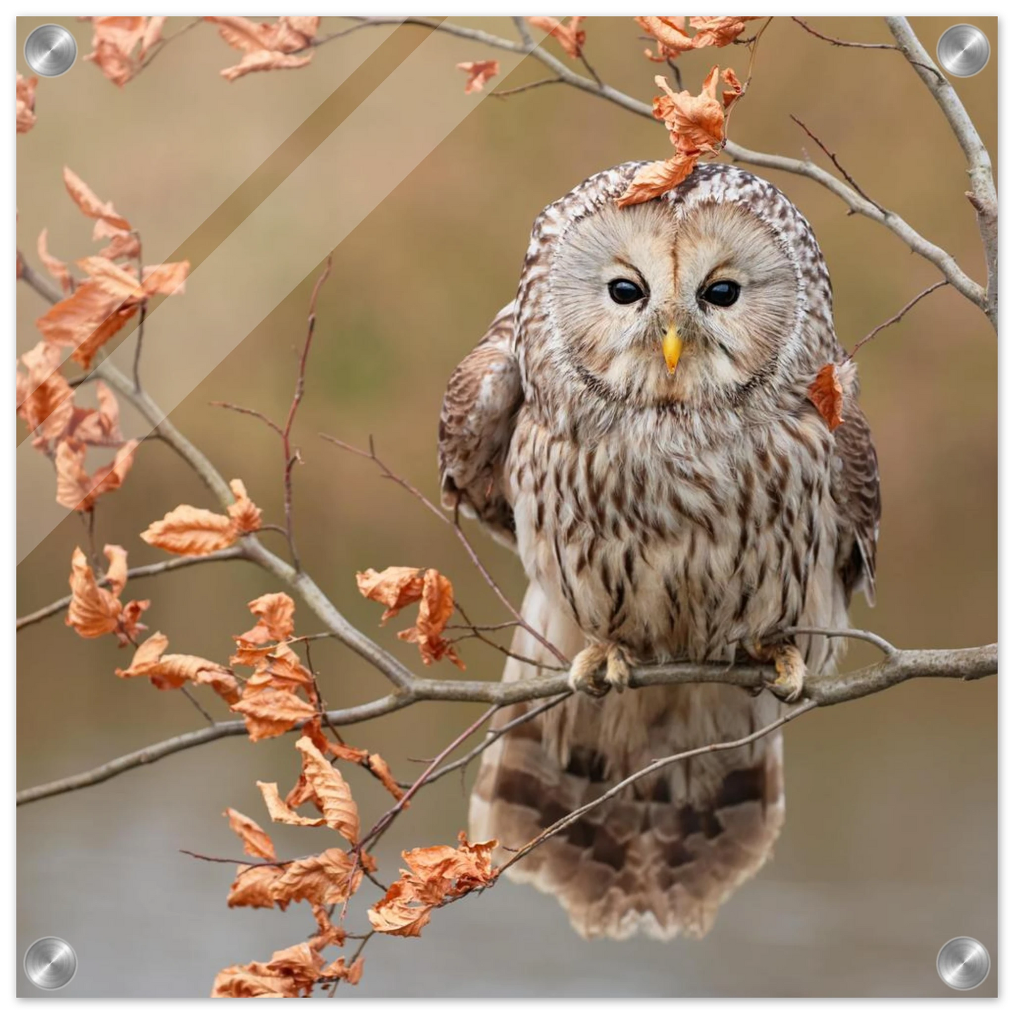 Wandbild majestaetische eule im herbstlaub einblick in die wildnis in verschiedenen groessen