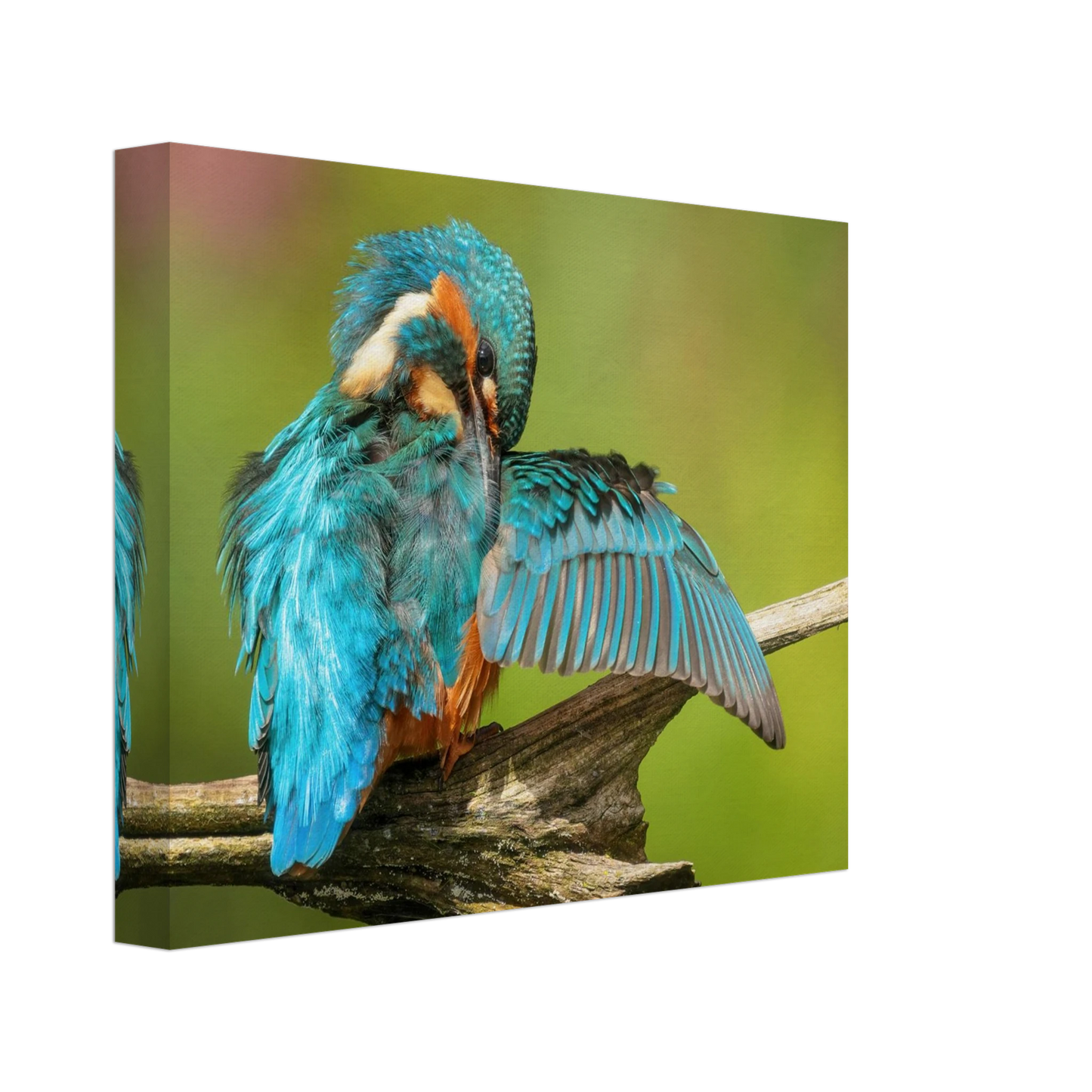 Wandbild eisvogel lebendige farbenpracht der natur auf leinwand