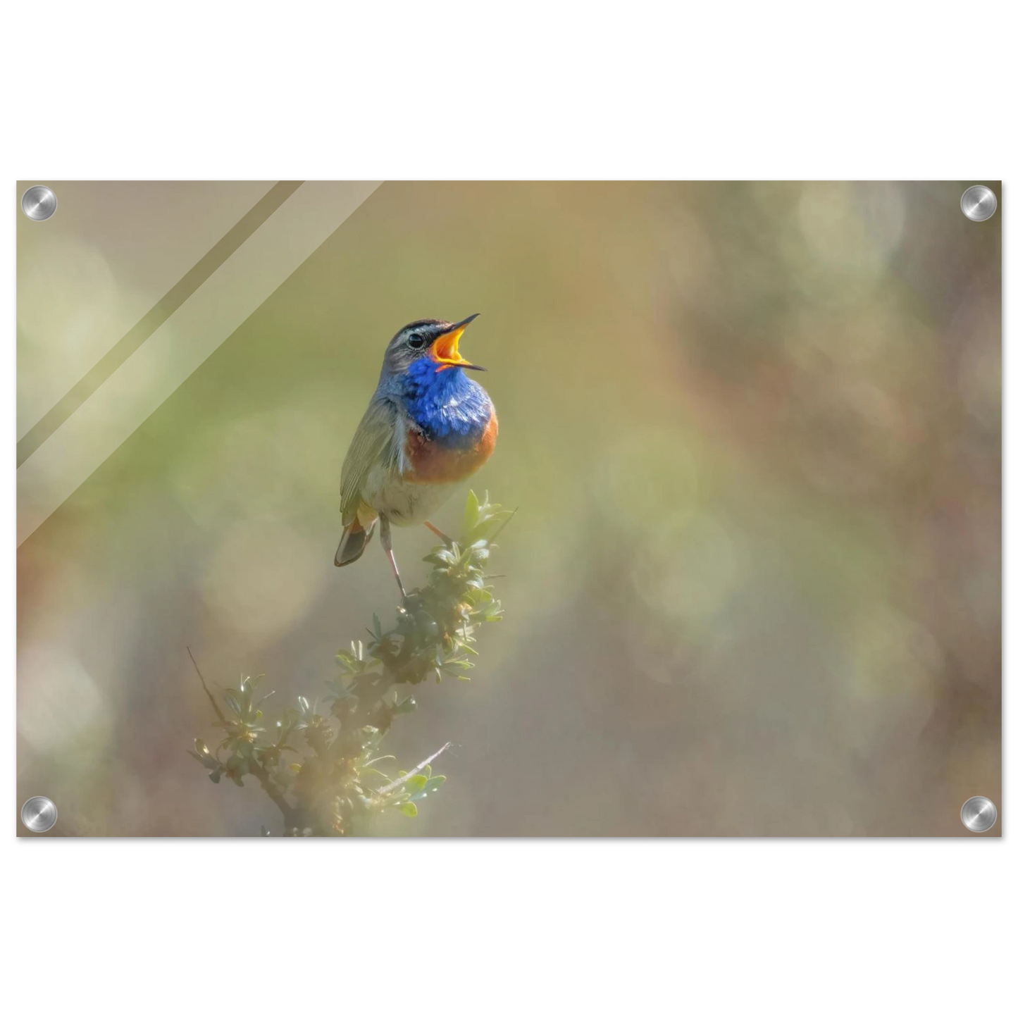 Wandbild singvogel in blautoenen lebendige vogelkunst fuer ihr zuhause in ihrer wunschgroesse