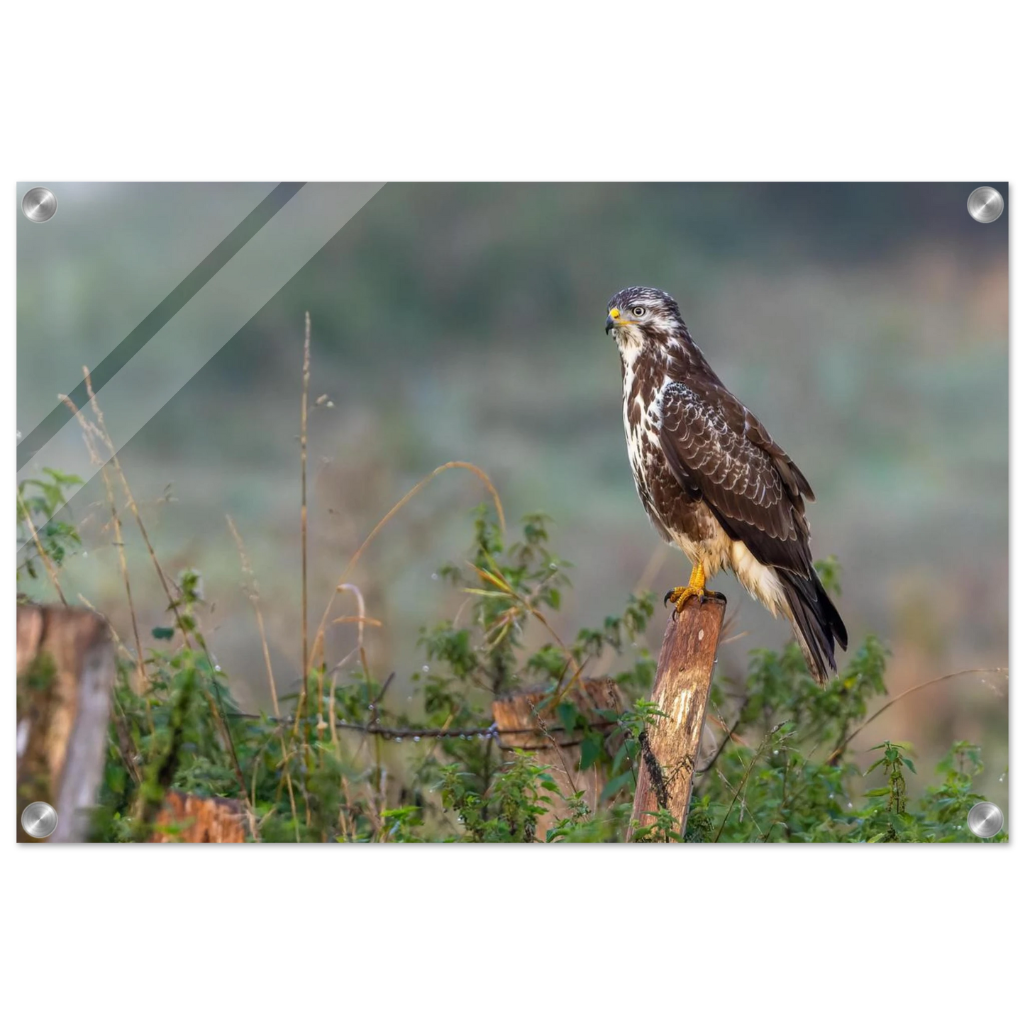 Wandbild majestaetischer bussard einblick in die wildnis auf hochglanz leinwand