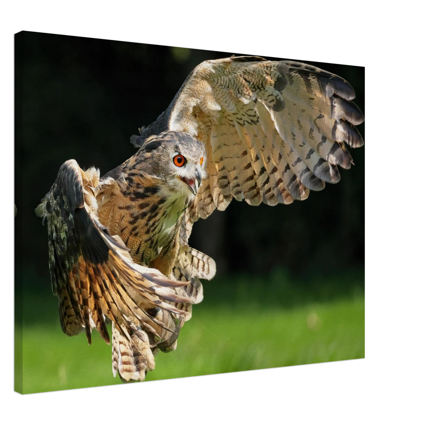 Wandbild majestaetische eule im flug ausdrucksstarke wandkunst fuer ihr zuhause