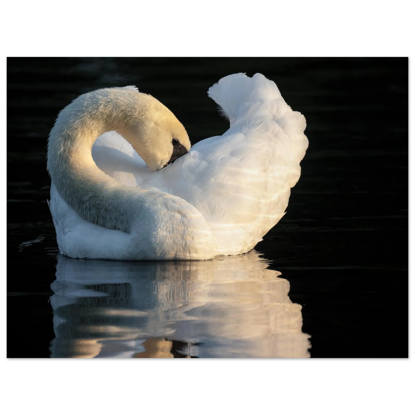 Wandbild schwan bei sonnenuntergang elegante wandkunst fuer ihr zuhause