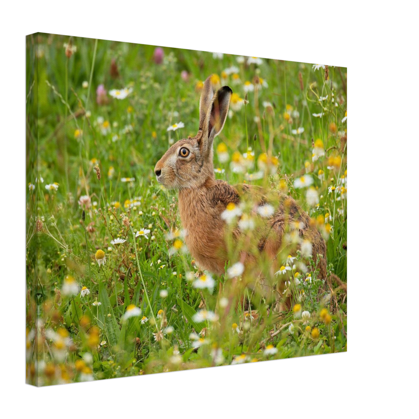 Wandbild Idyllische hasenwiese wandbild waehle dein wunschformat