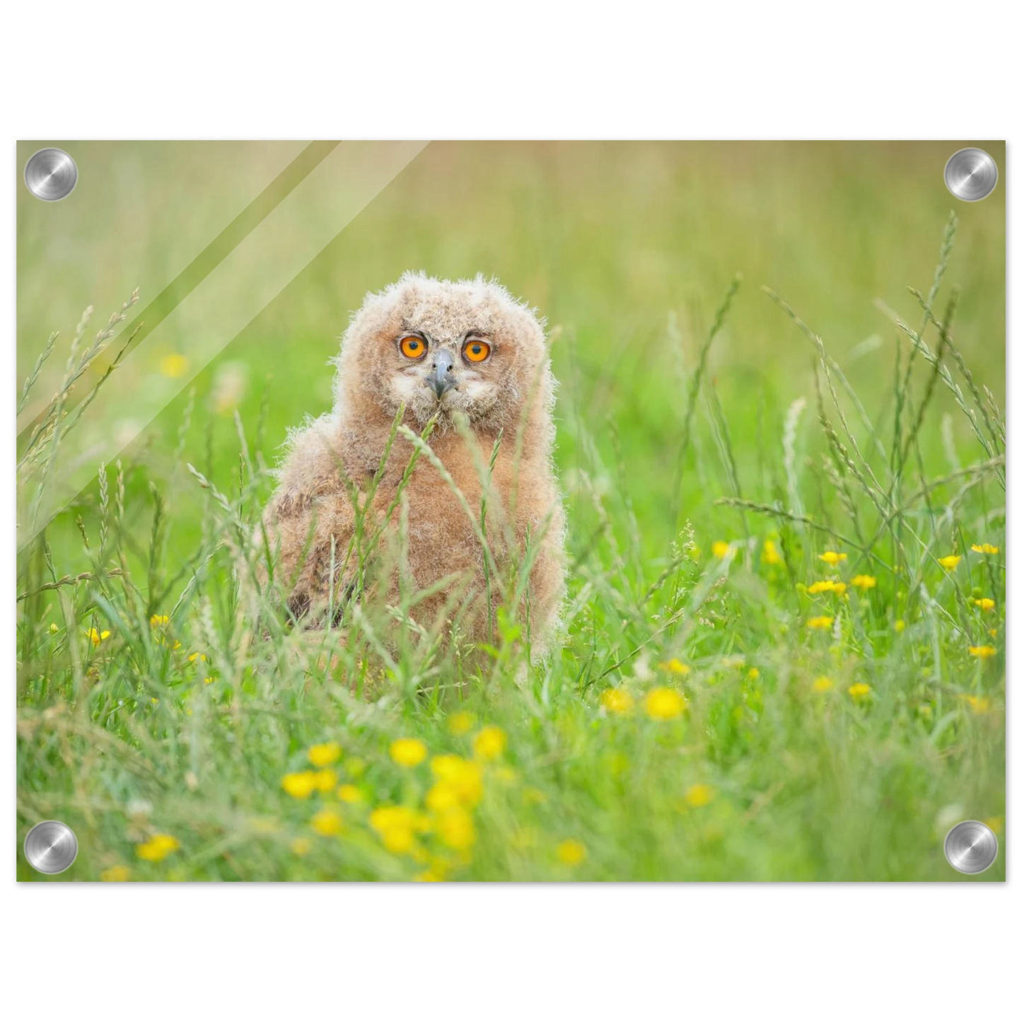 Wandbild junges eulenkueken im gras ein bezaubernder anblick fuer ihr zuhause in vielen groessen